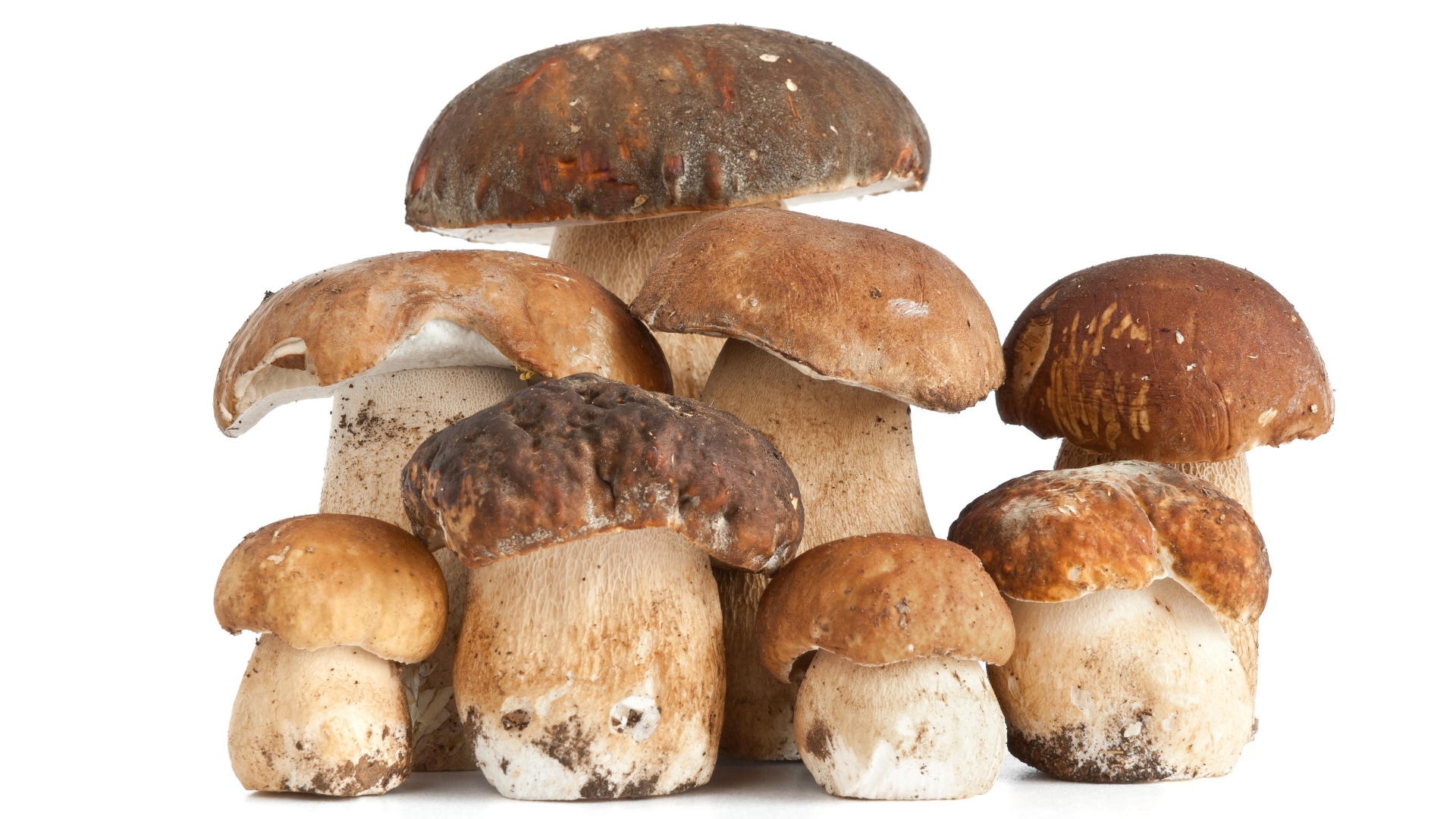 Много грибов на белом фоне крупным планом