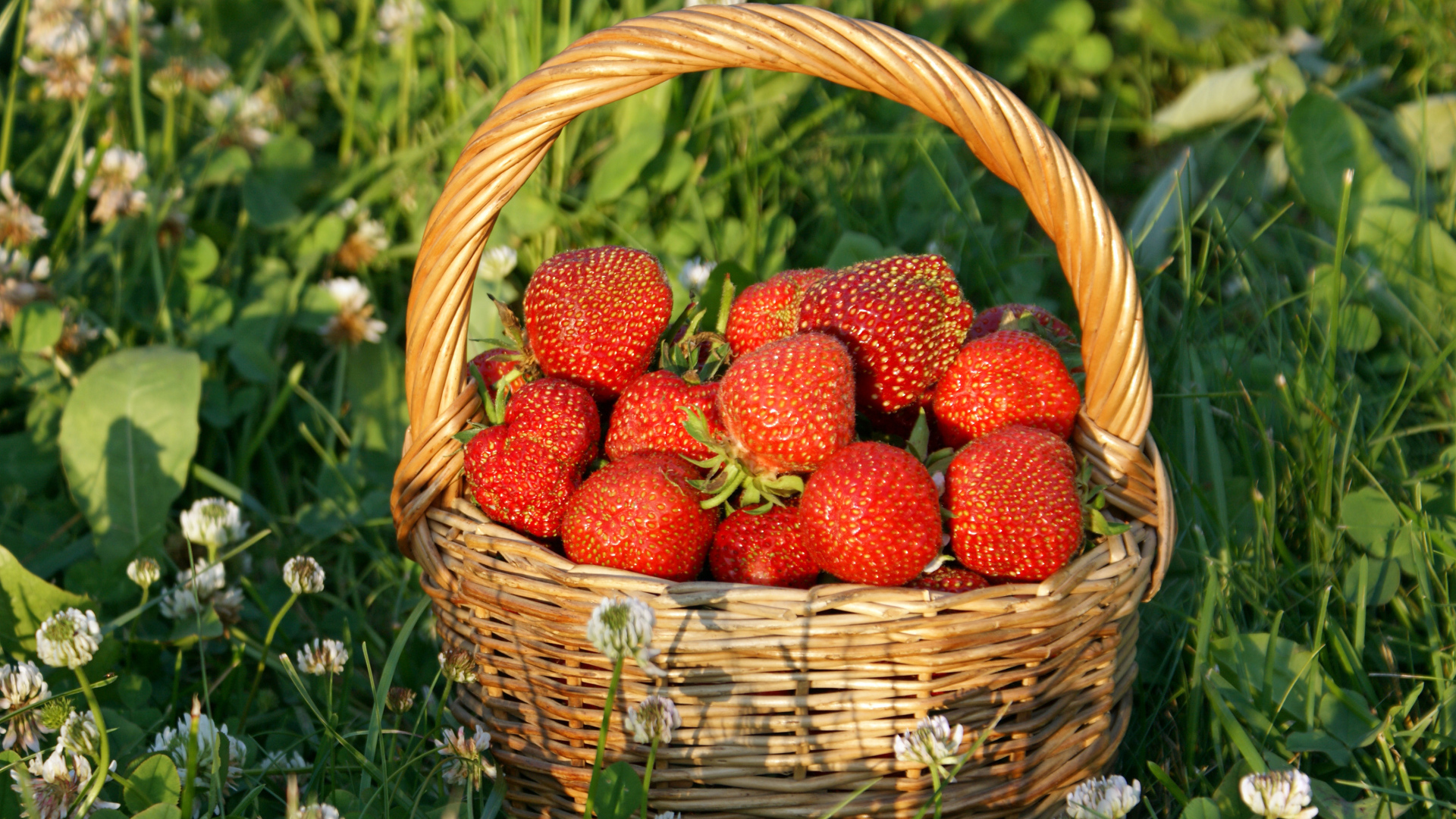 Корзина свежей клубники стоит на траве