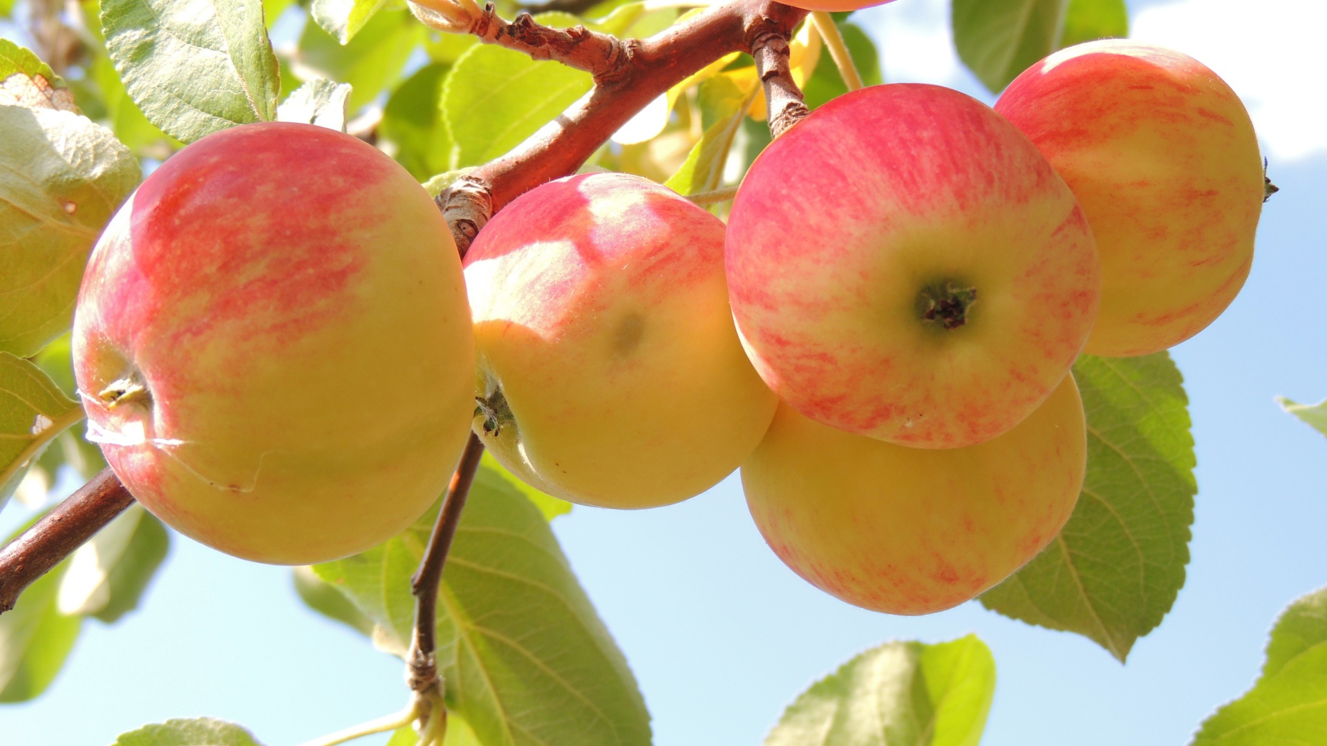 Красивые красные яблоки на ветке в саду