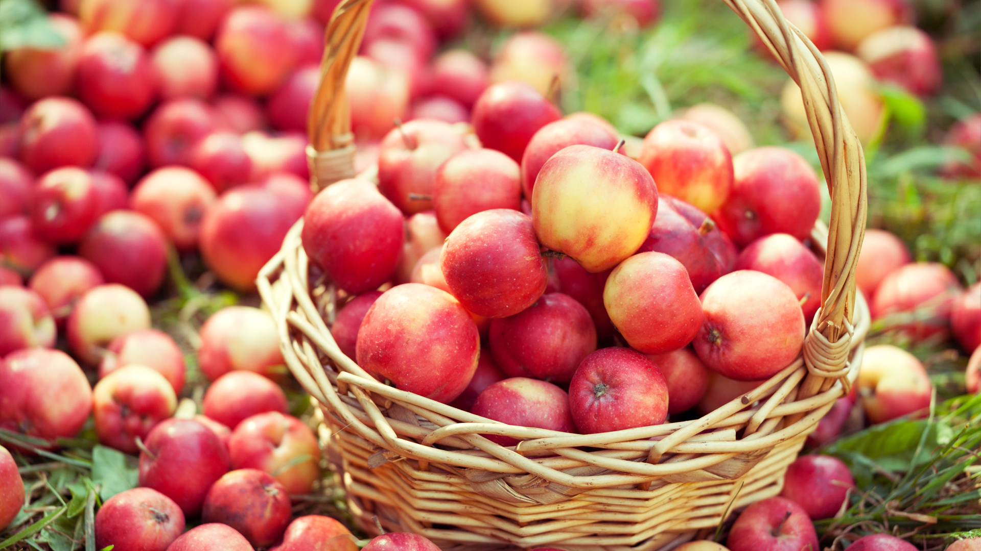 Большая корзина с красивыми красными яблоками 