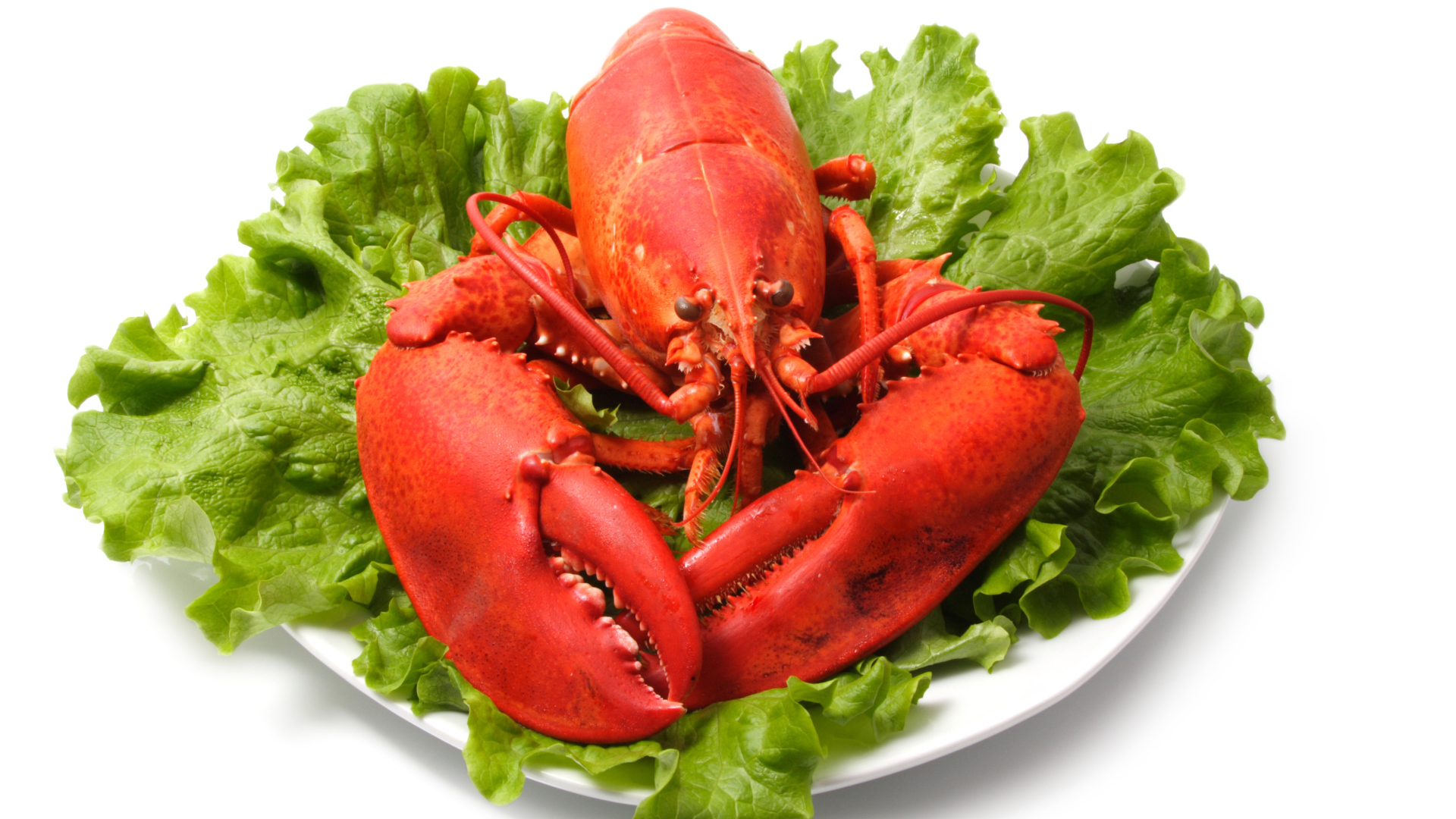 Вареный омар на тарелке с листьями салата на белом фоне