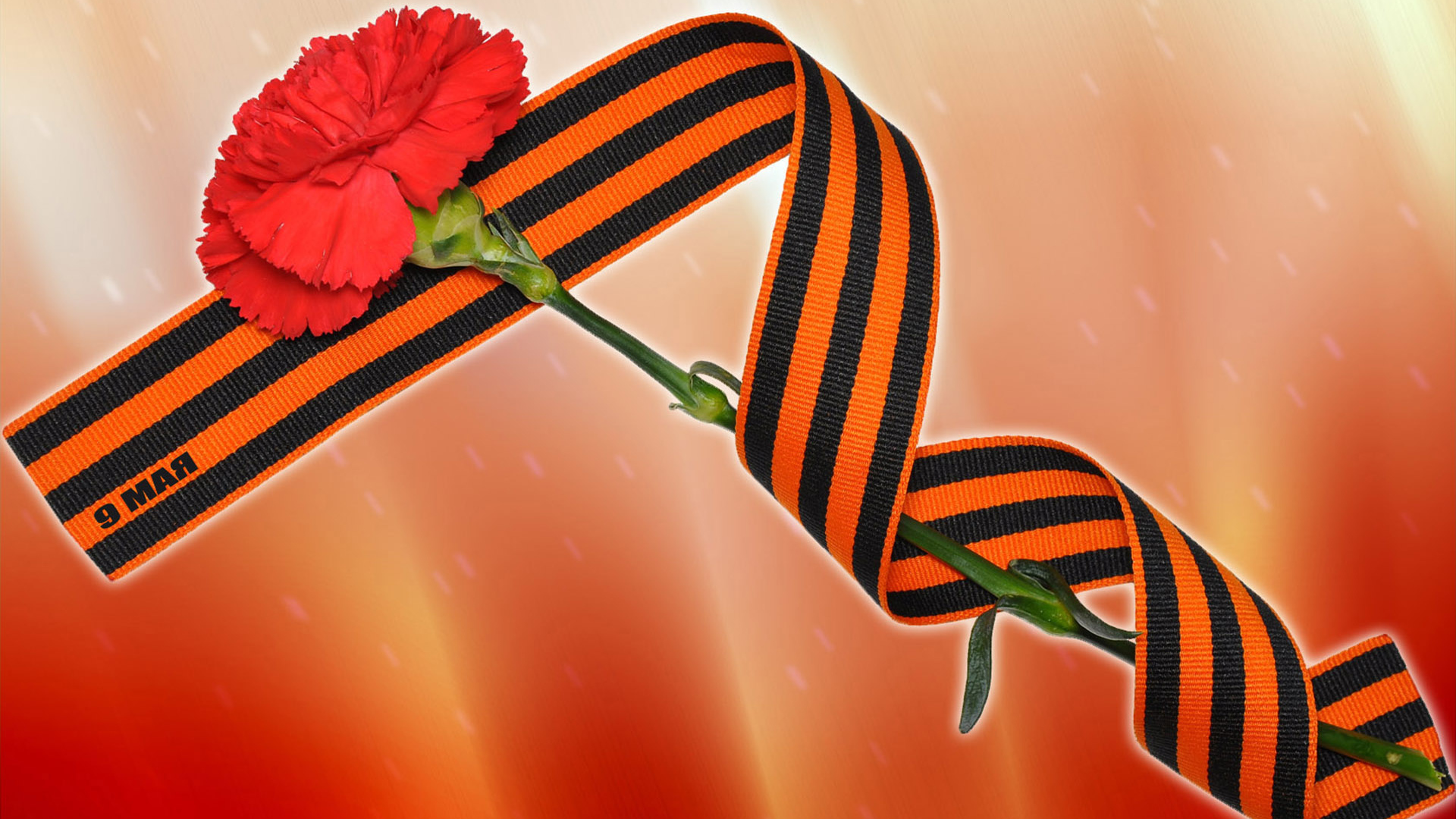 Красная гвоздика и георгиевская лента на 9 мая 
