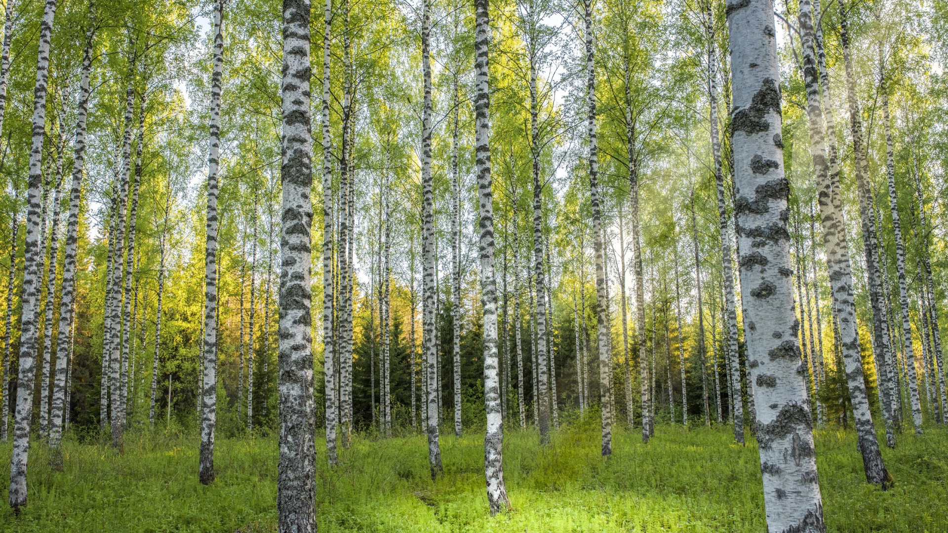 Красивые березы в березовой роще 