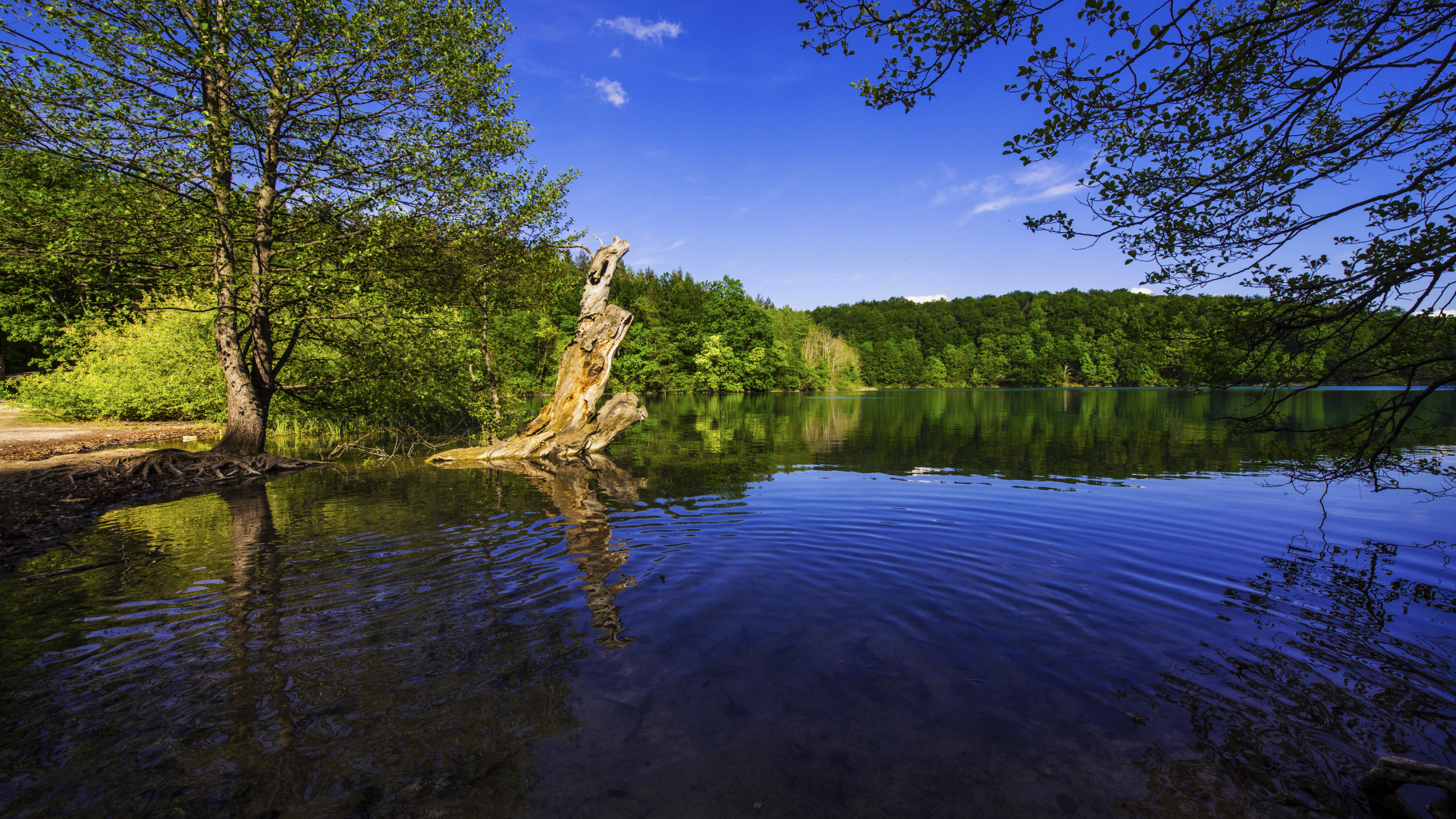 Красивая природа у озера в солнечный день