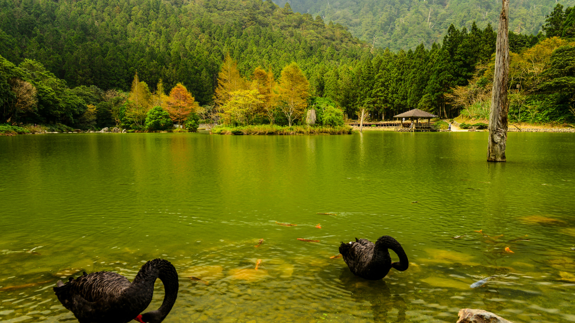 Черные лебеди в пруду на фоне красивого зеленого леса, Япония
