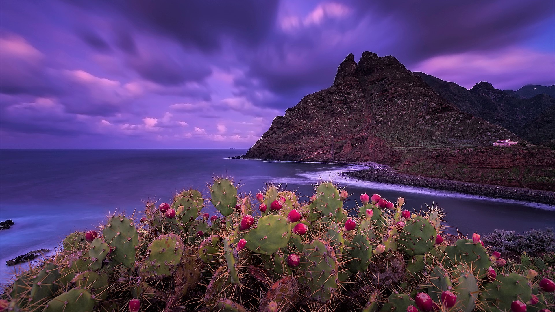 Кактусы на побережье на фоне красивого фиолетового неба