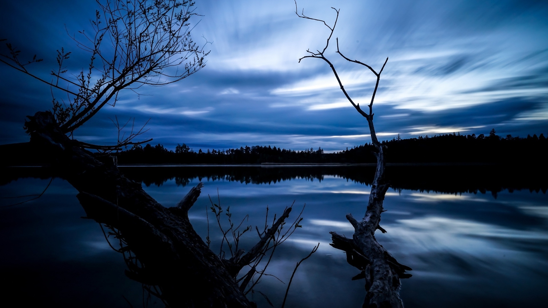 Сухое дерево у озера под красивым ночным небом