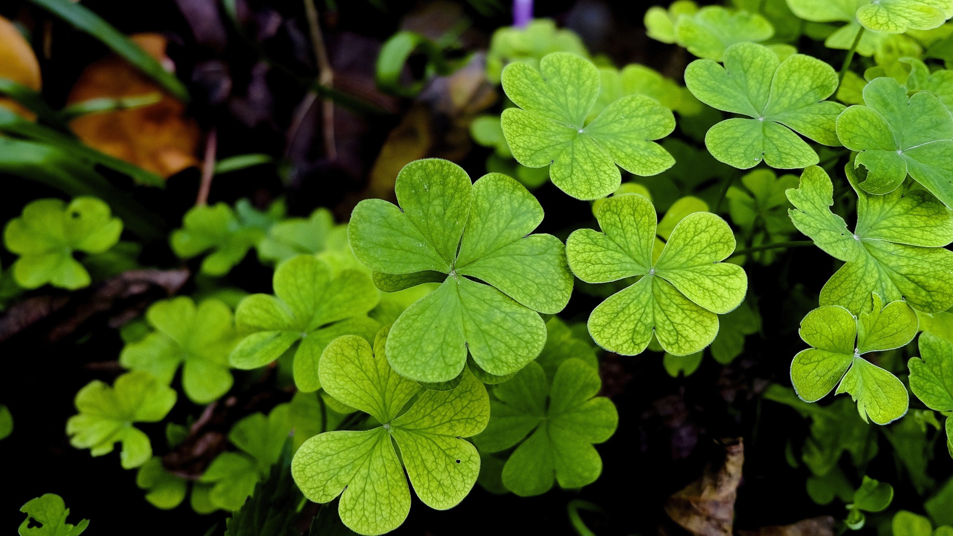 Зеленые листья клевера крупным планом