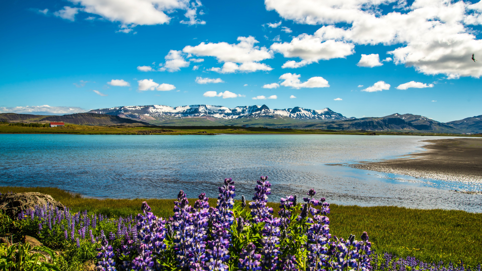 Люпины на берегу озера под красивым небом на фоне гор в Исландии