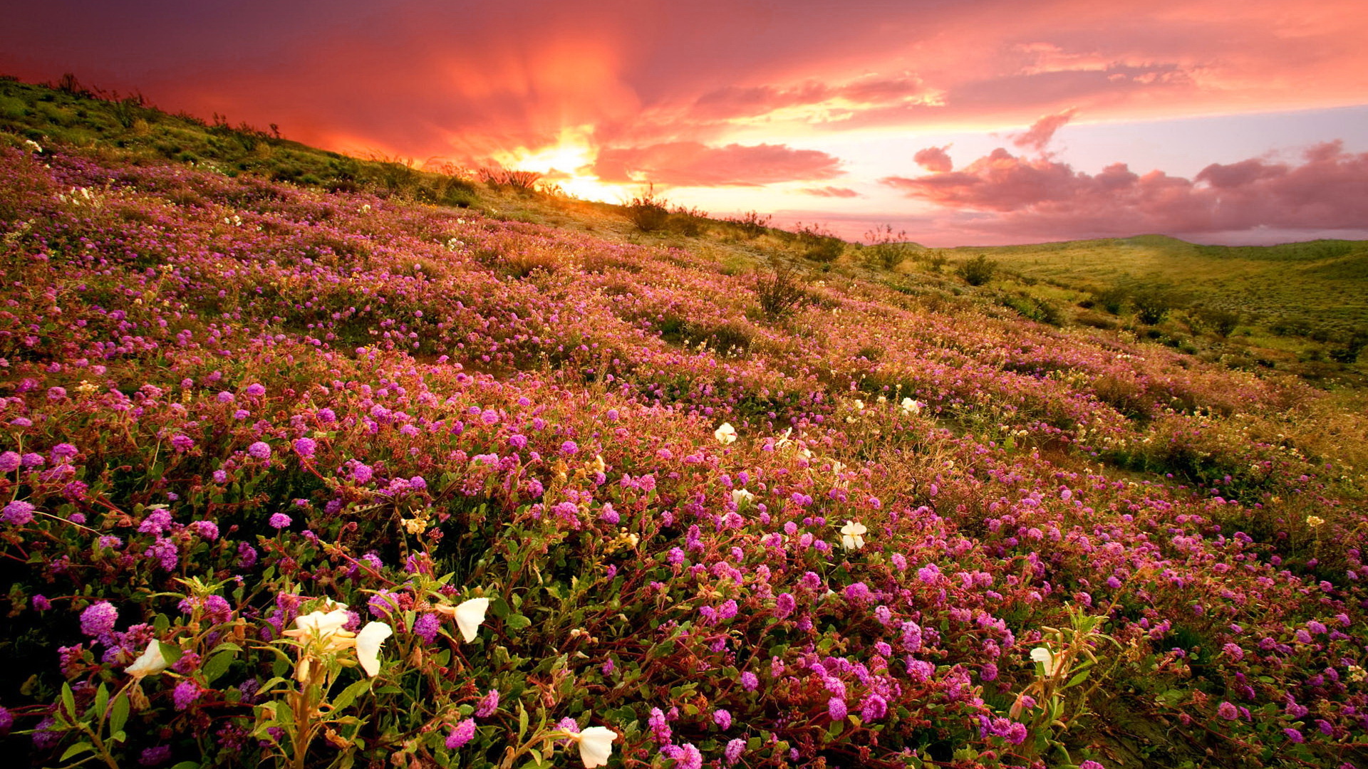 Розовые полевые цветы на фоне заката 