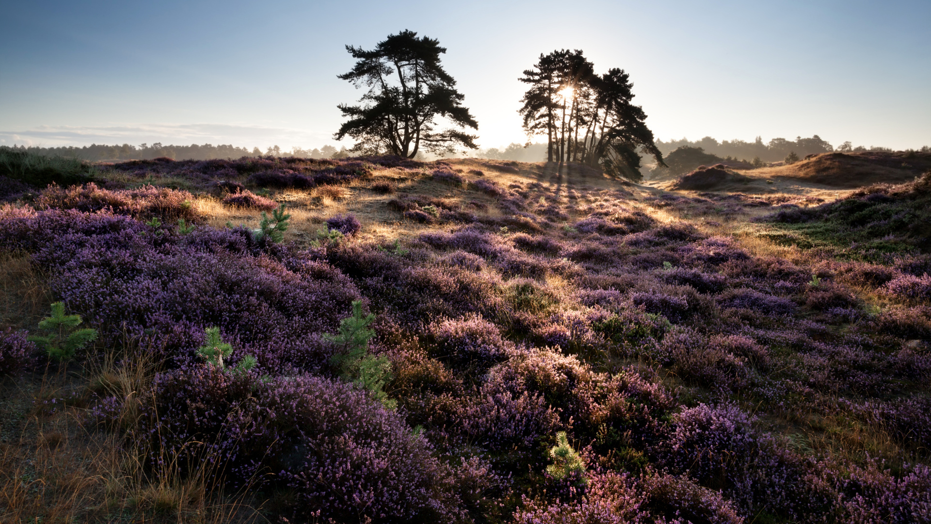 Лиловые полевые цветы и деревья в лучах солнца на рассвете