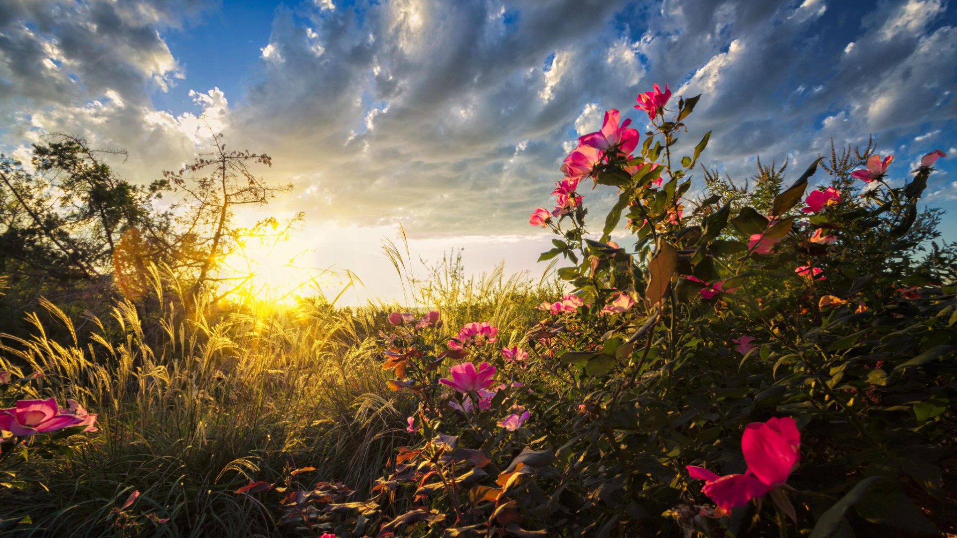 Теплые солнечные лучи падают на цветы на рассвете