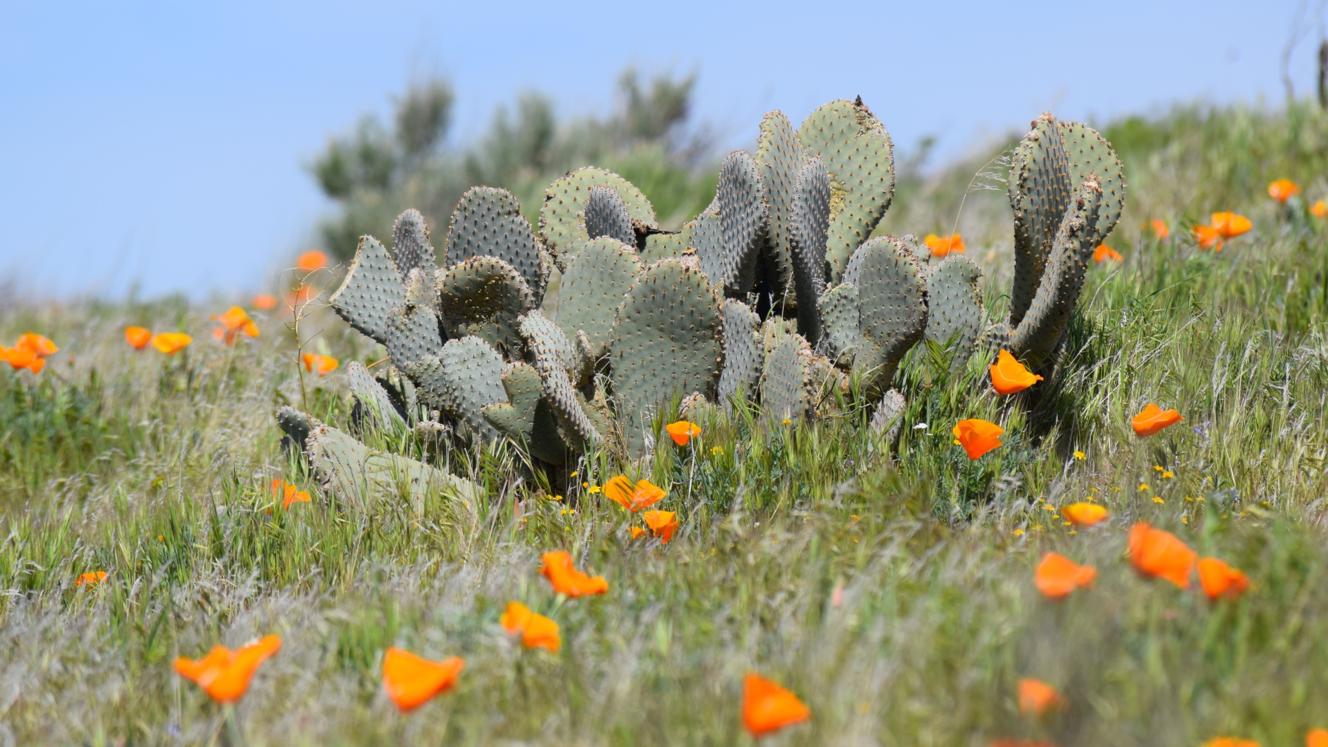 Дикий пустынный кактус и желтые маки  в Калифорнии 