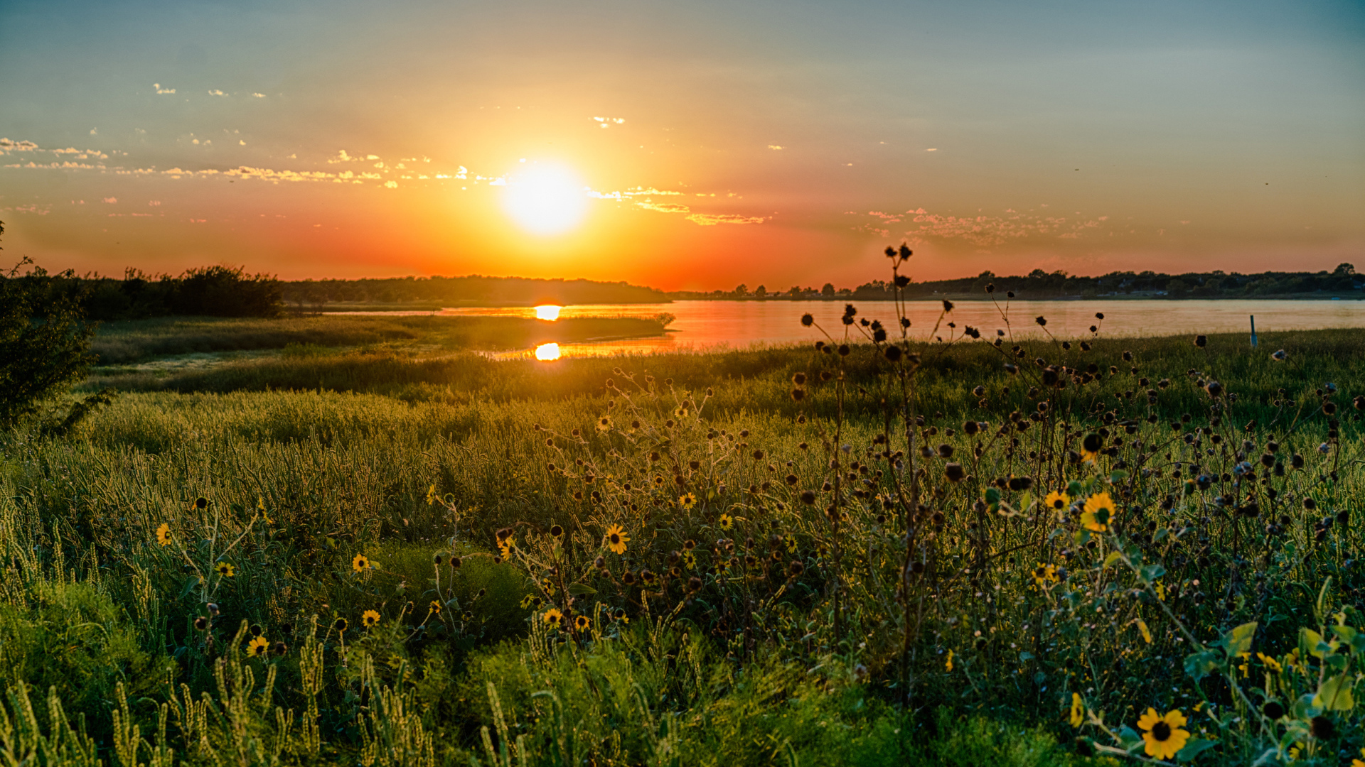 Полевые цветы на закате солнца над озером