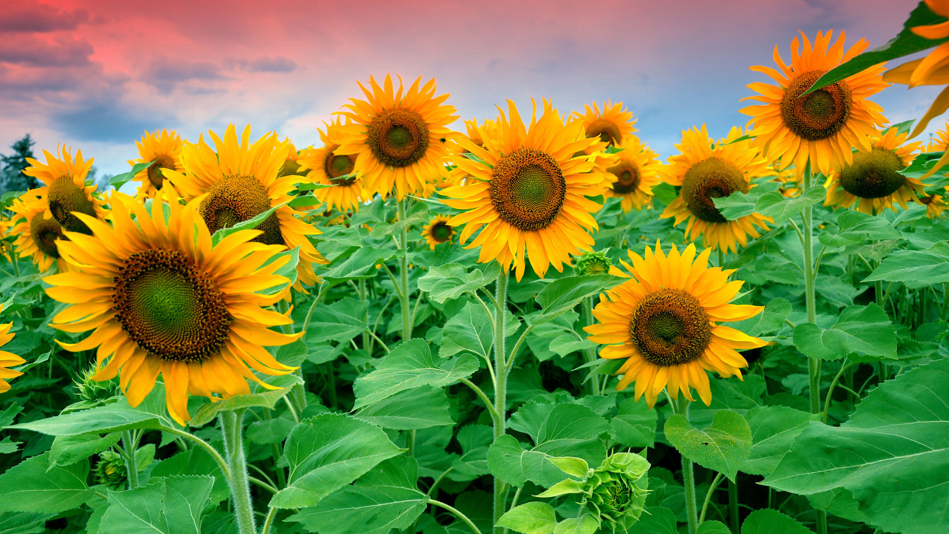 Цветущие подсолнухи в поле под красивым небом 