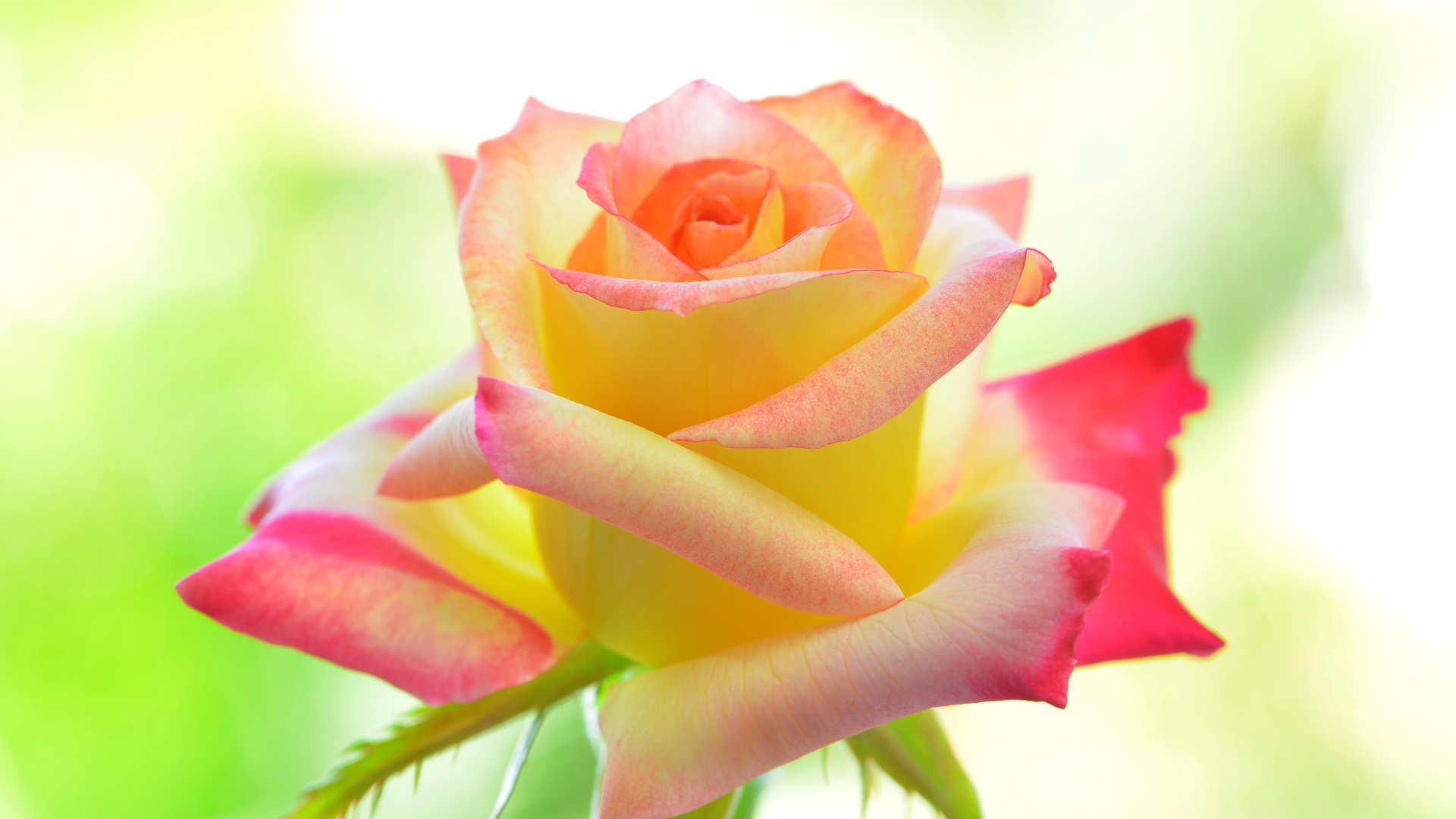 Нежная желтая роза с розовыми лепестками 