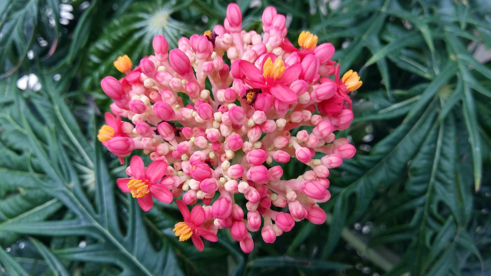 Красивый розовый цветок Ваточник 