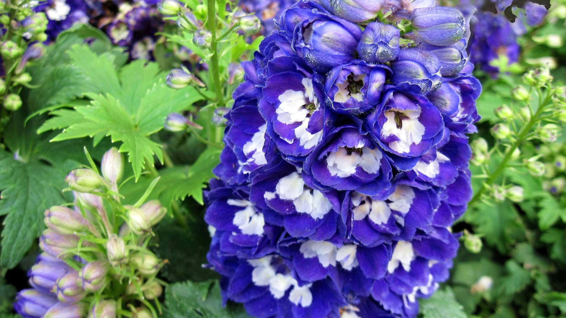 Красивый синий цветок дельфиниум крупным планом