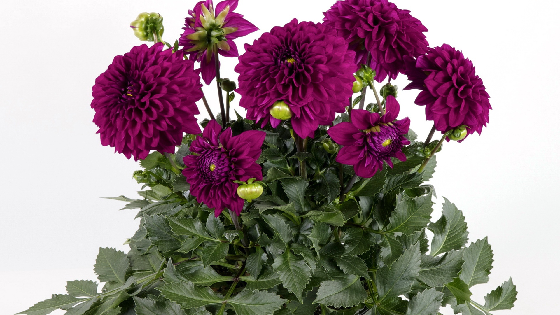 Красивый букет бордовых георгин на белом фоне