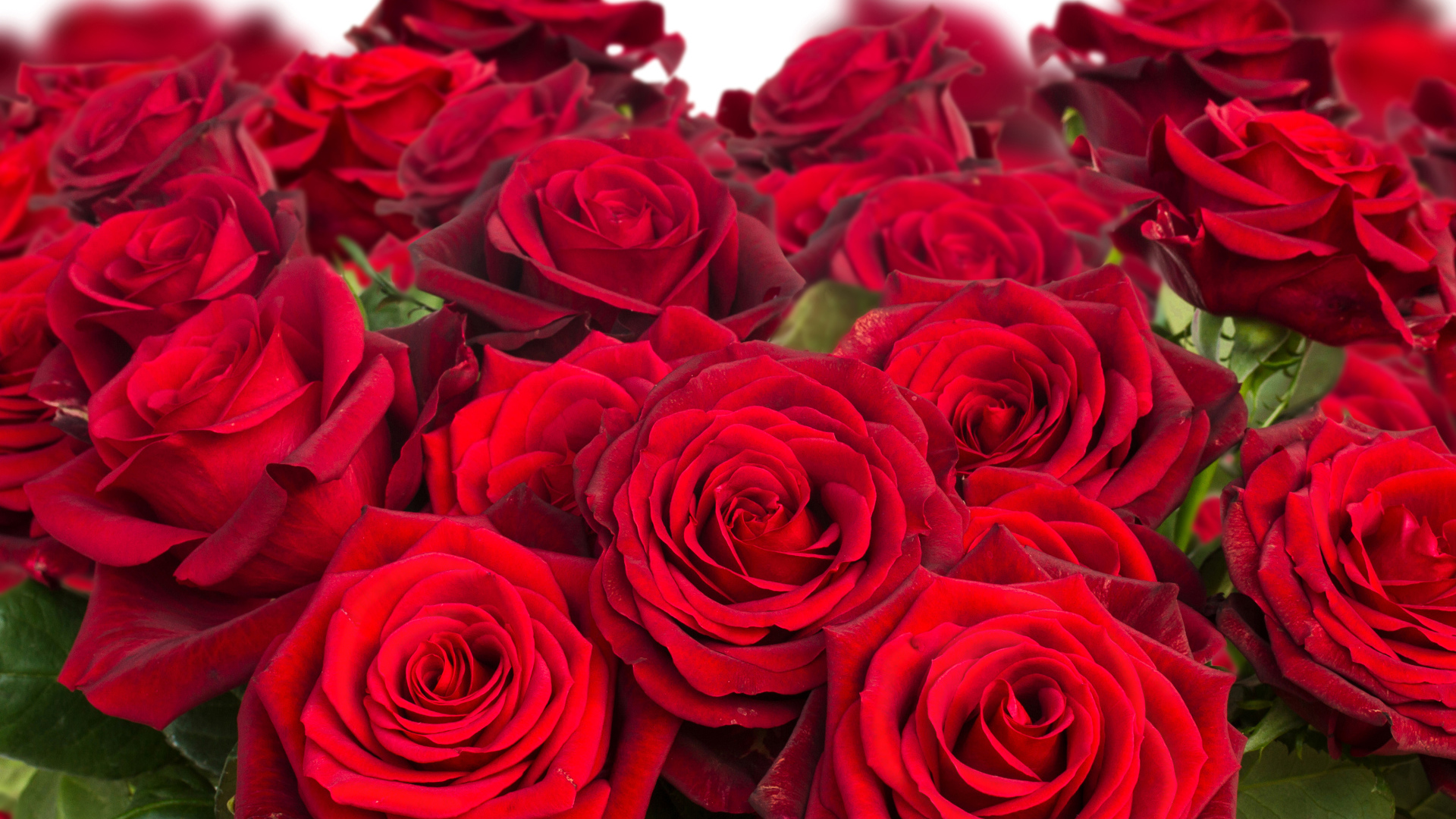 Красивый букет бордовых роз крупным планом