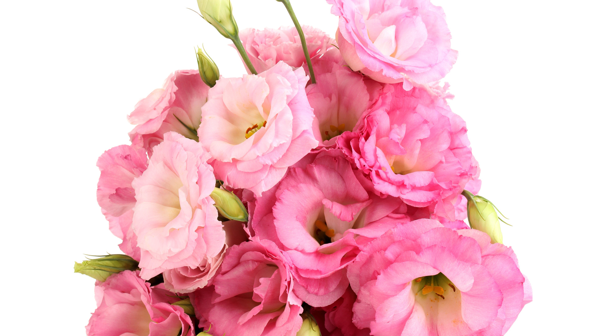 Красивый букет розовых цветов Эустома  на белом фоне