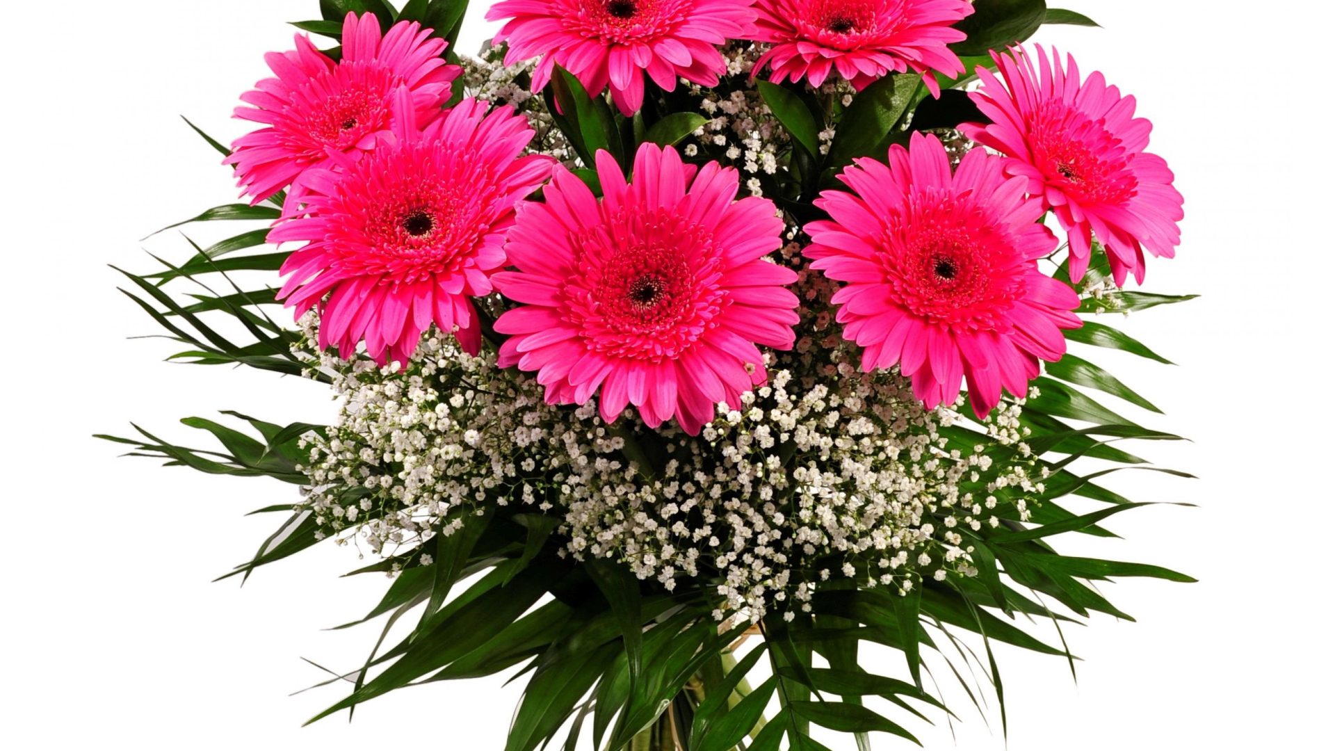 Красивый букет розовых гербер с зелеными листьями на белом фоне