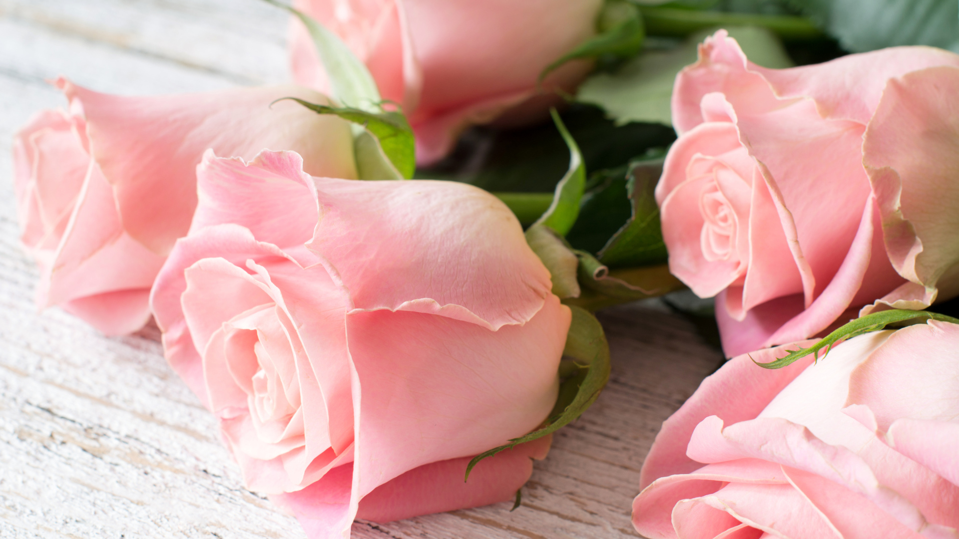 Красивый букет розовых роз крупным планом