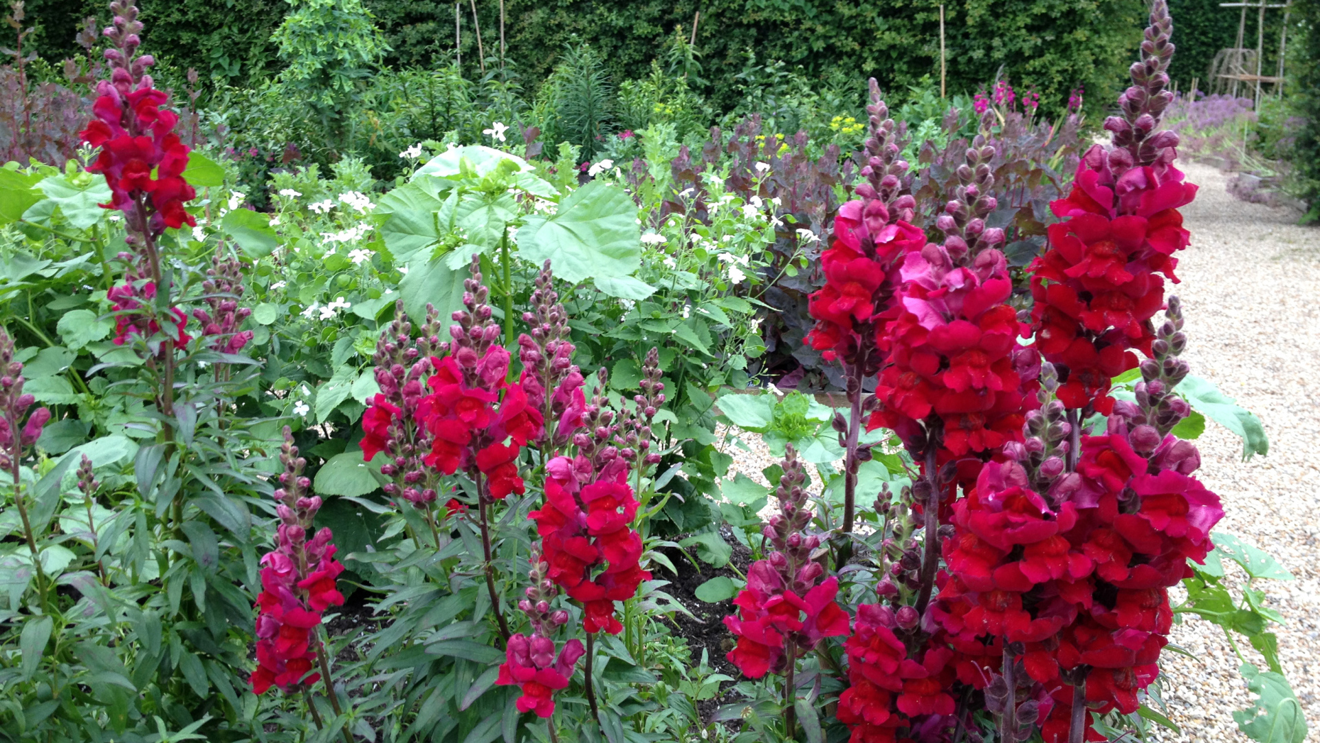 Красивые бордовые цветы львиный зев на клумбе