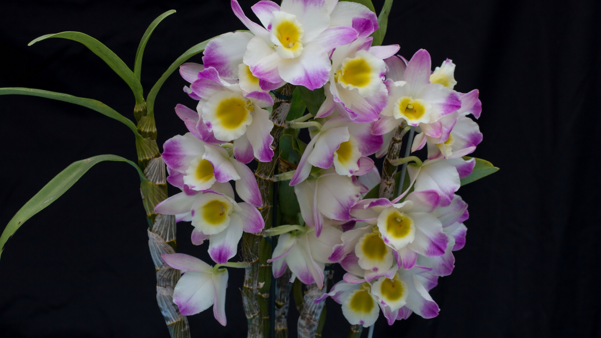 Красивые нежные бело - сиреневые орхидеи крупным планом