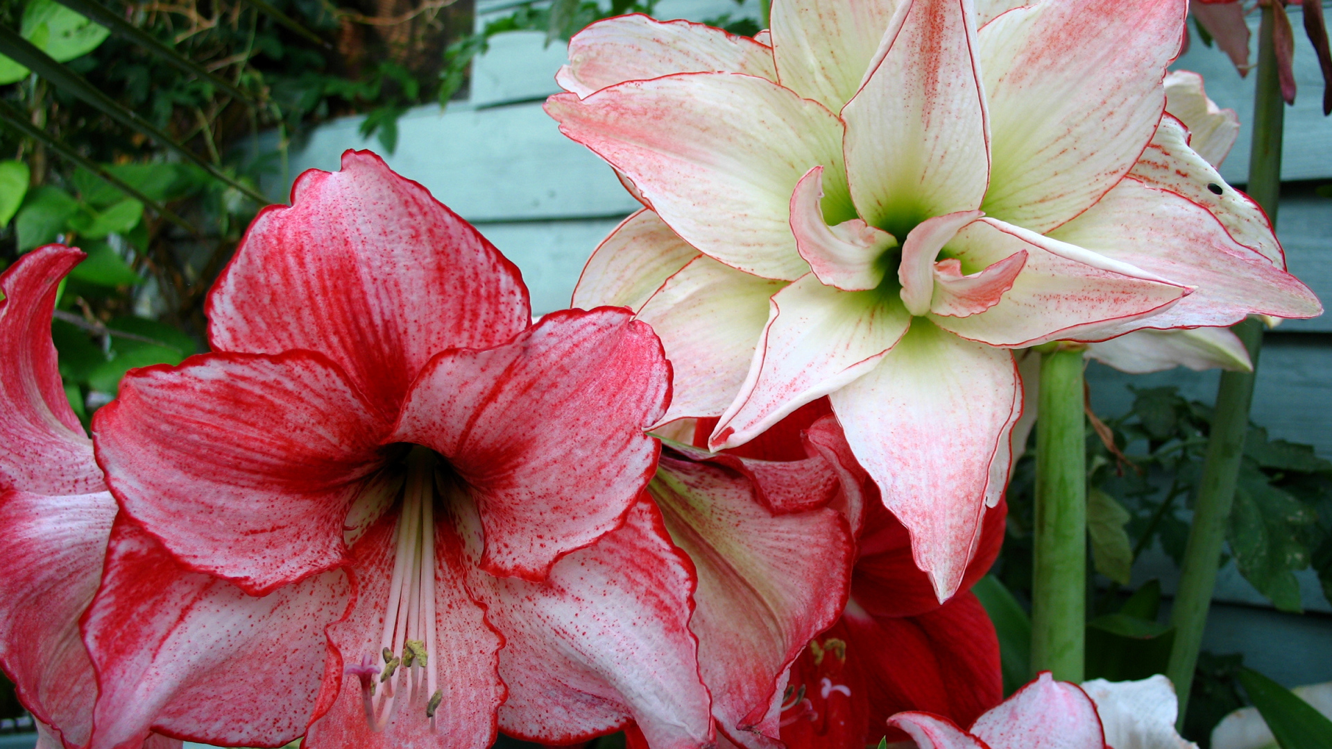 Красивые нежные цветы Амариллис крупным планом 