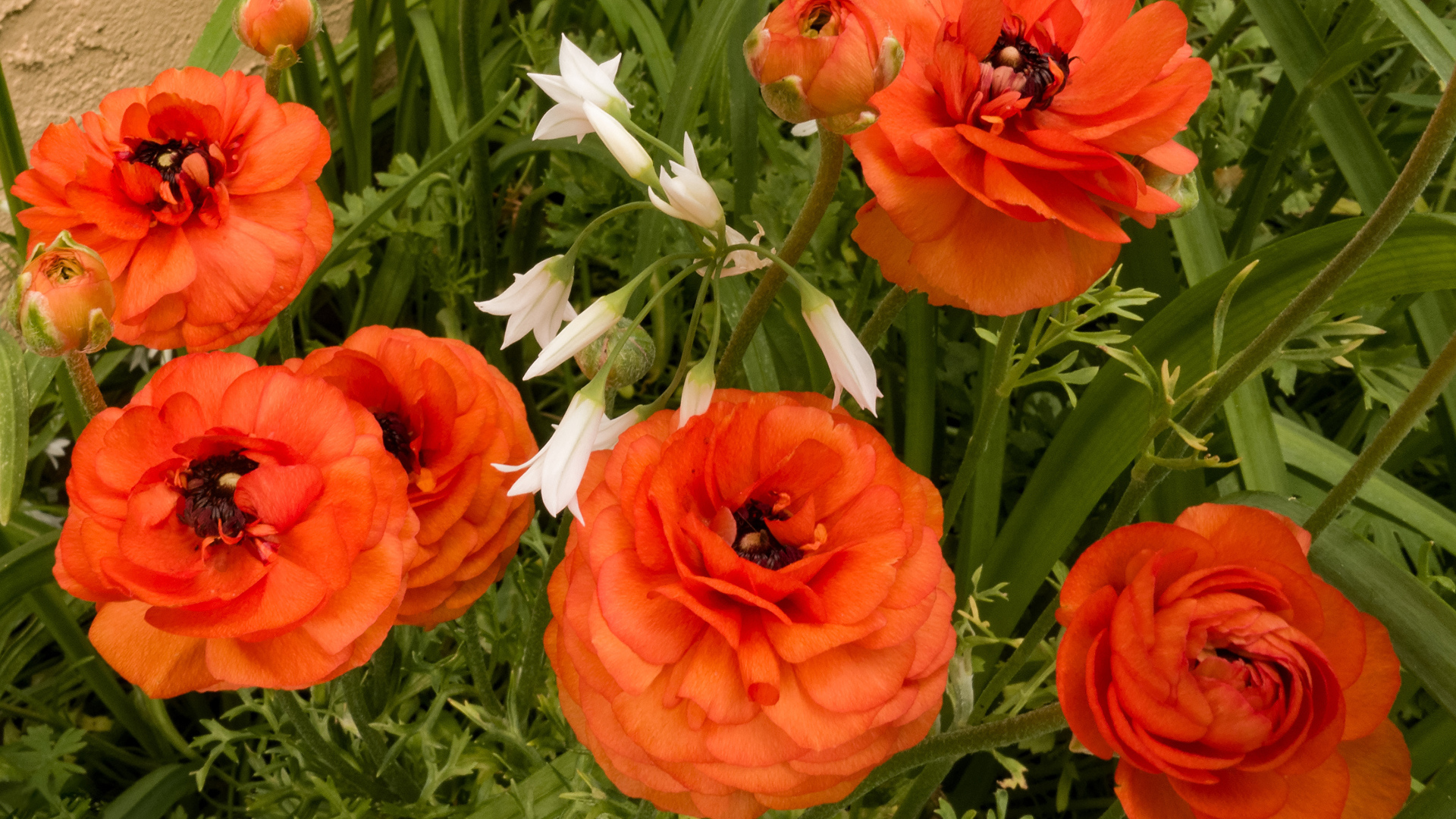 Красивые полные садовые оранжевые цветы лютики