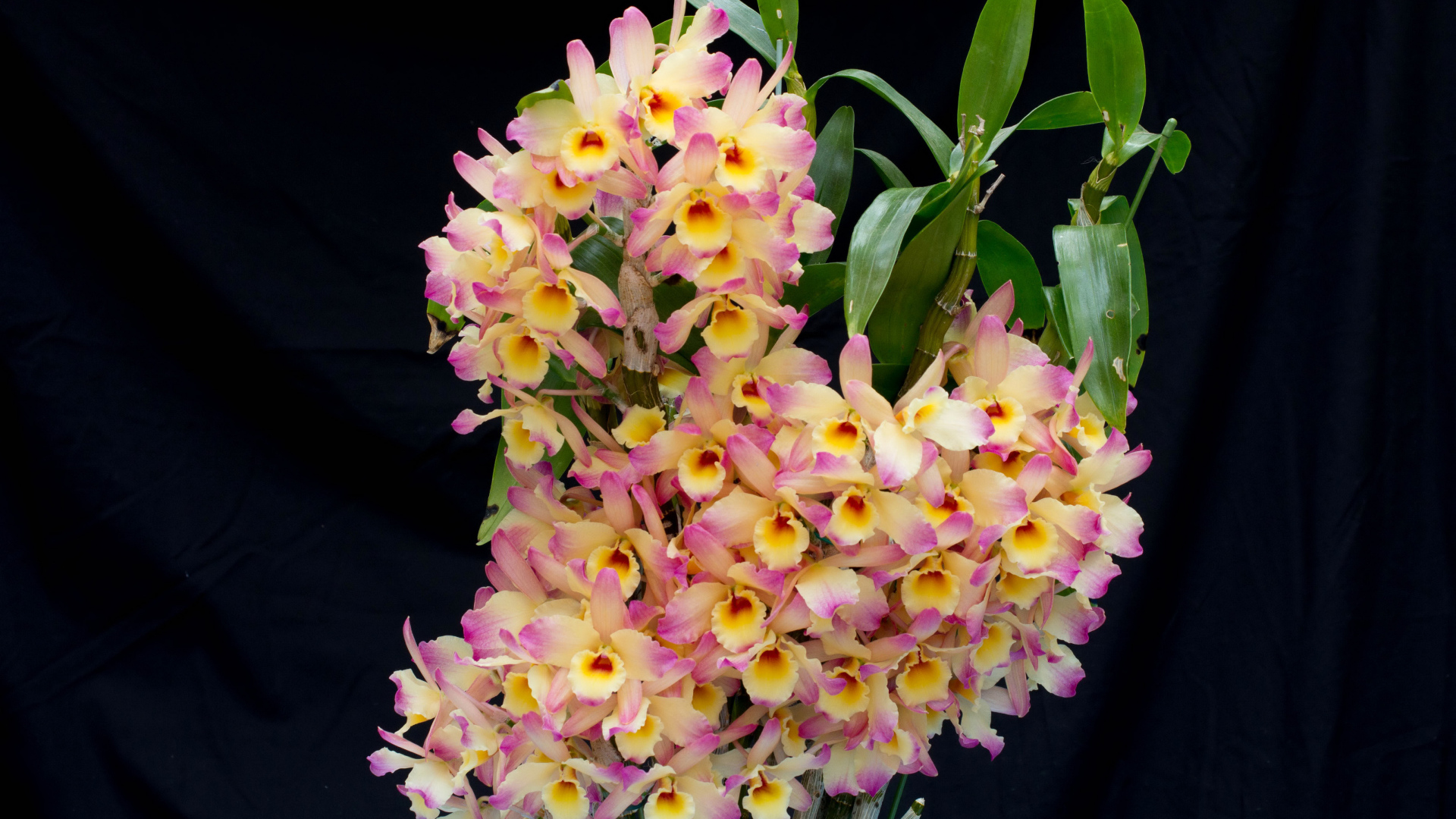 Красивые нежные орхидеи крупным планом на черном фоне