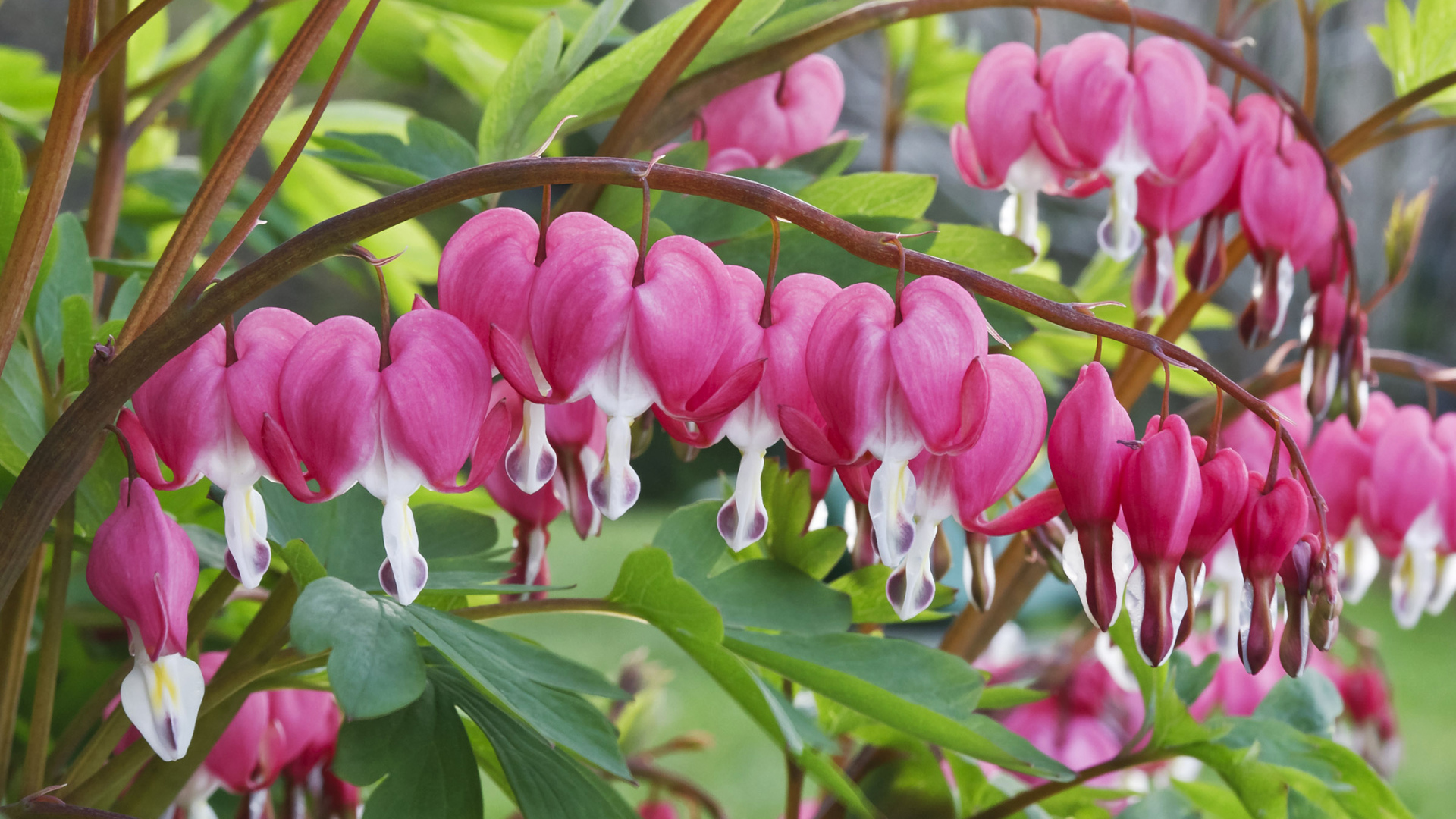 Красивые комнатные цветы Дицентра крупным планом