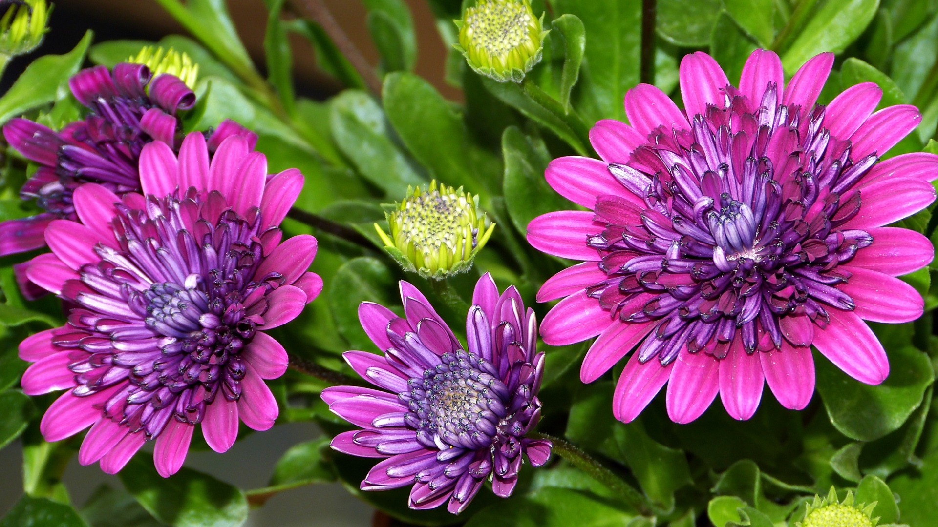 Красивые сиреневые цветы хризантемы