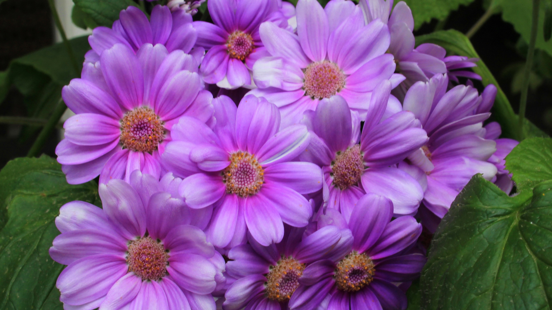 Красивый сиреневый комнатный цветок Цинерария 