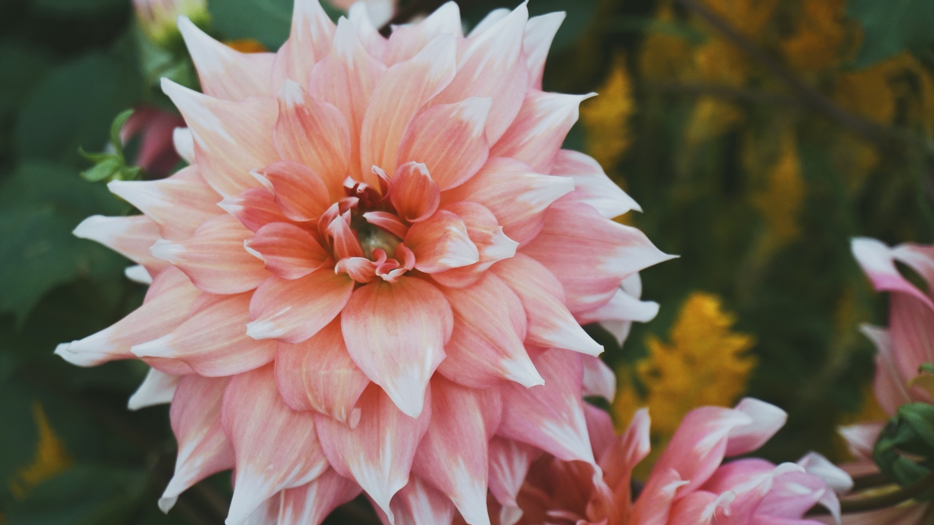 Красивый пышный георгин крупным планом 