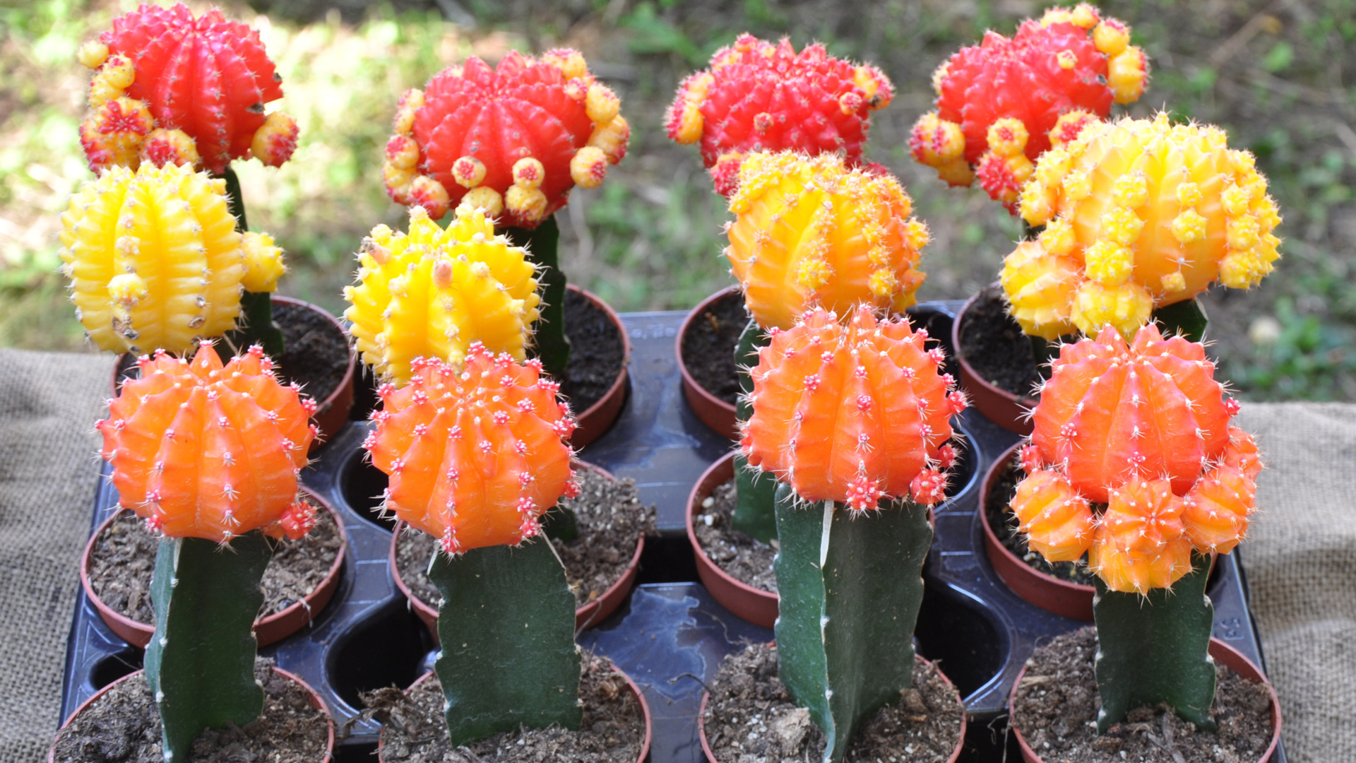 Красивые разноцветные кактусы крупным планом 