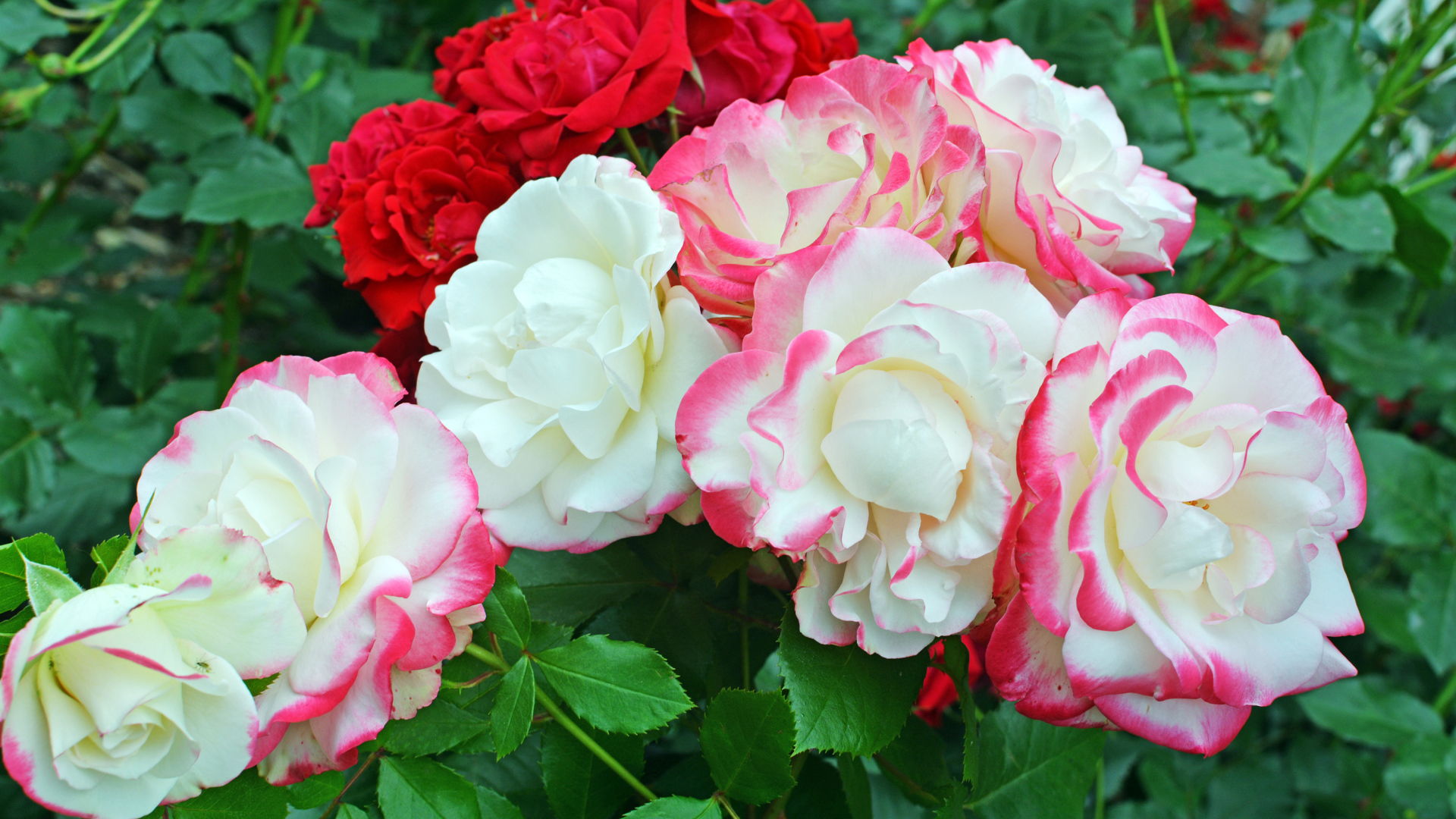 Красивые разноцветные садовые розы на клумбе 