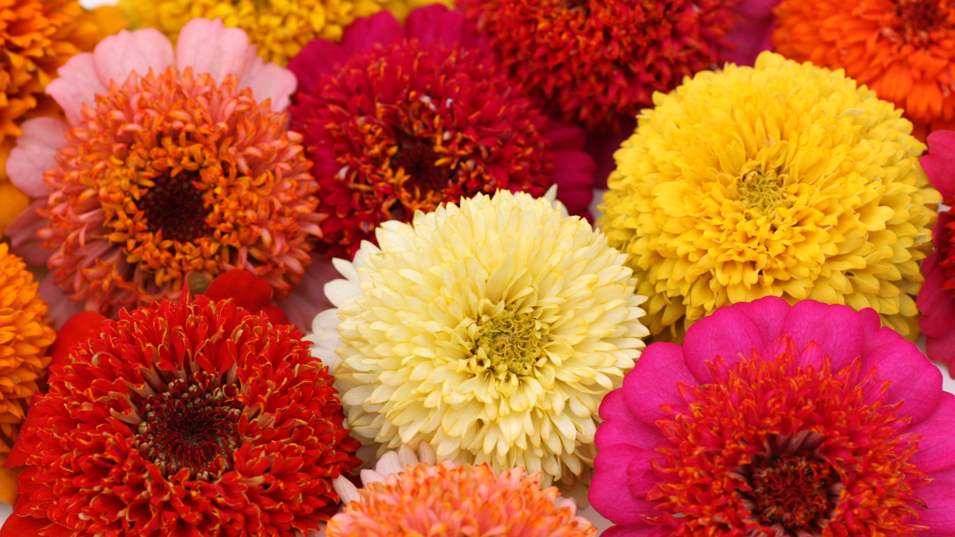 Красивые разноцветные летние цветы цинии крупным планом