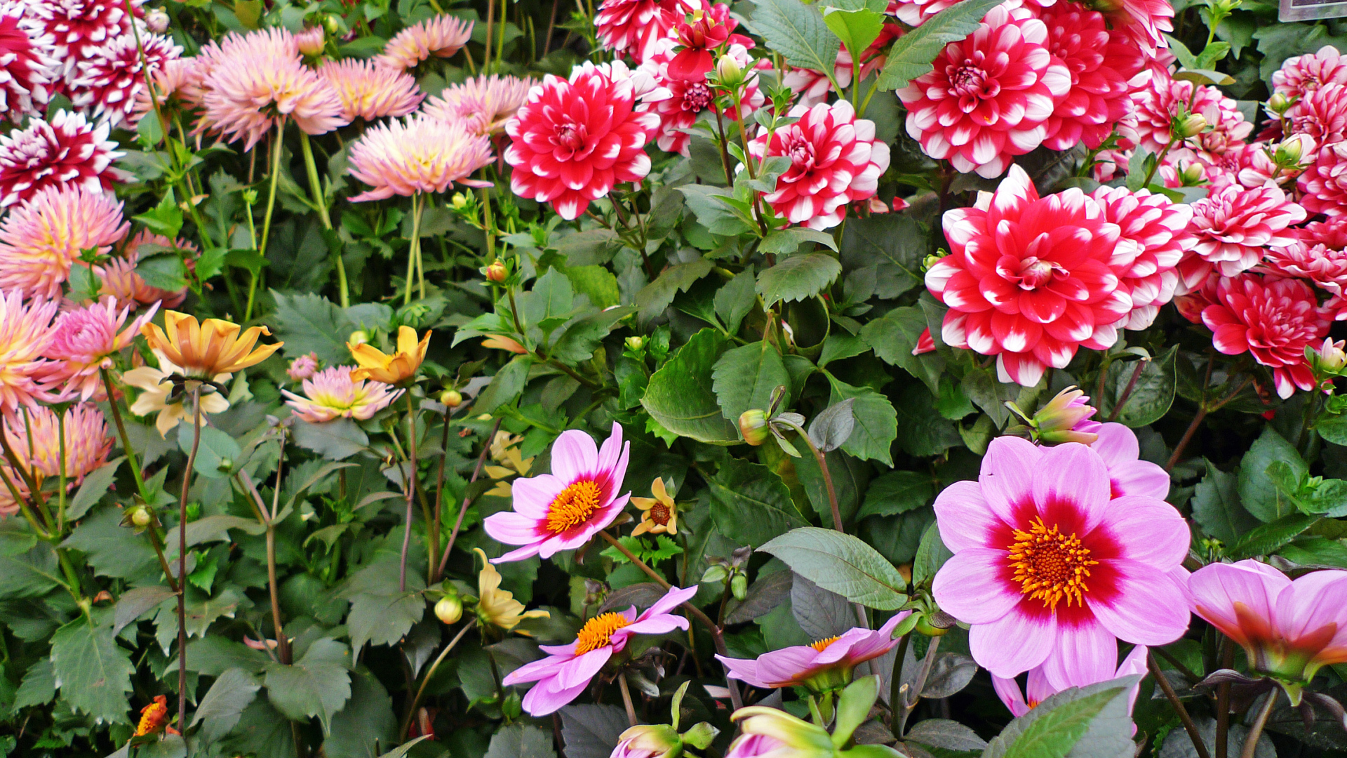 Красивые разноцветные георгины на клумбе