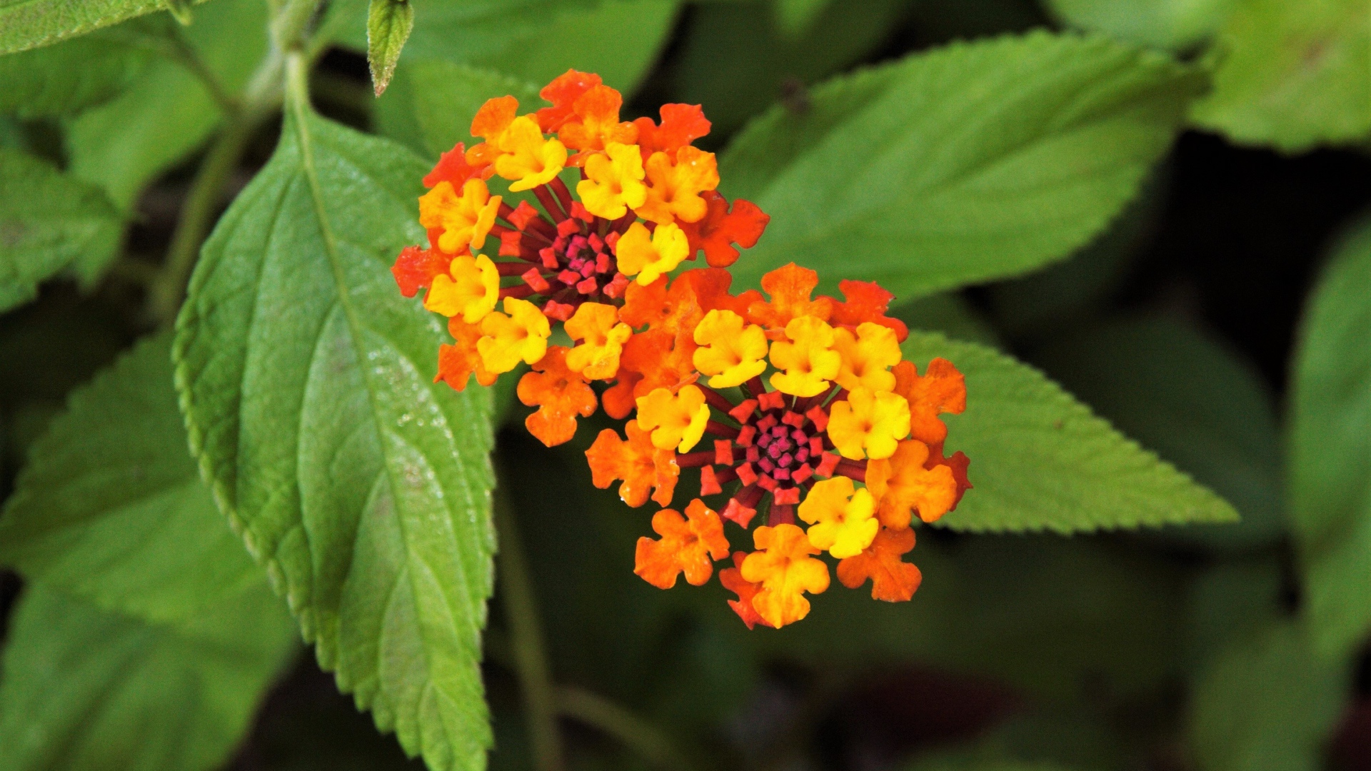 Красивый оранжевый цветок Лантана сводчатая