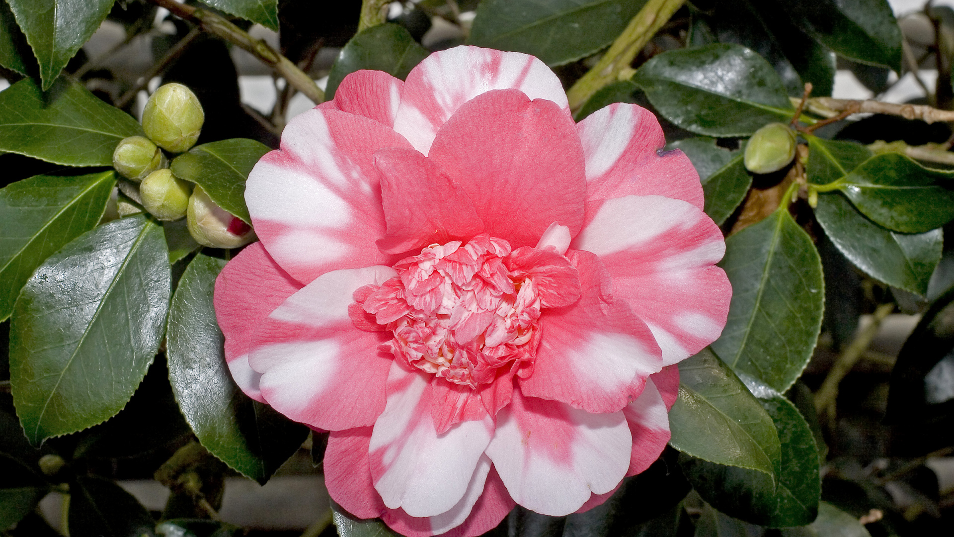 Красивый розово-белый цветок камелии с зелеными листьями