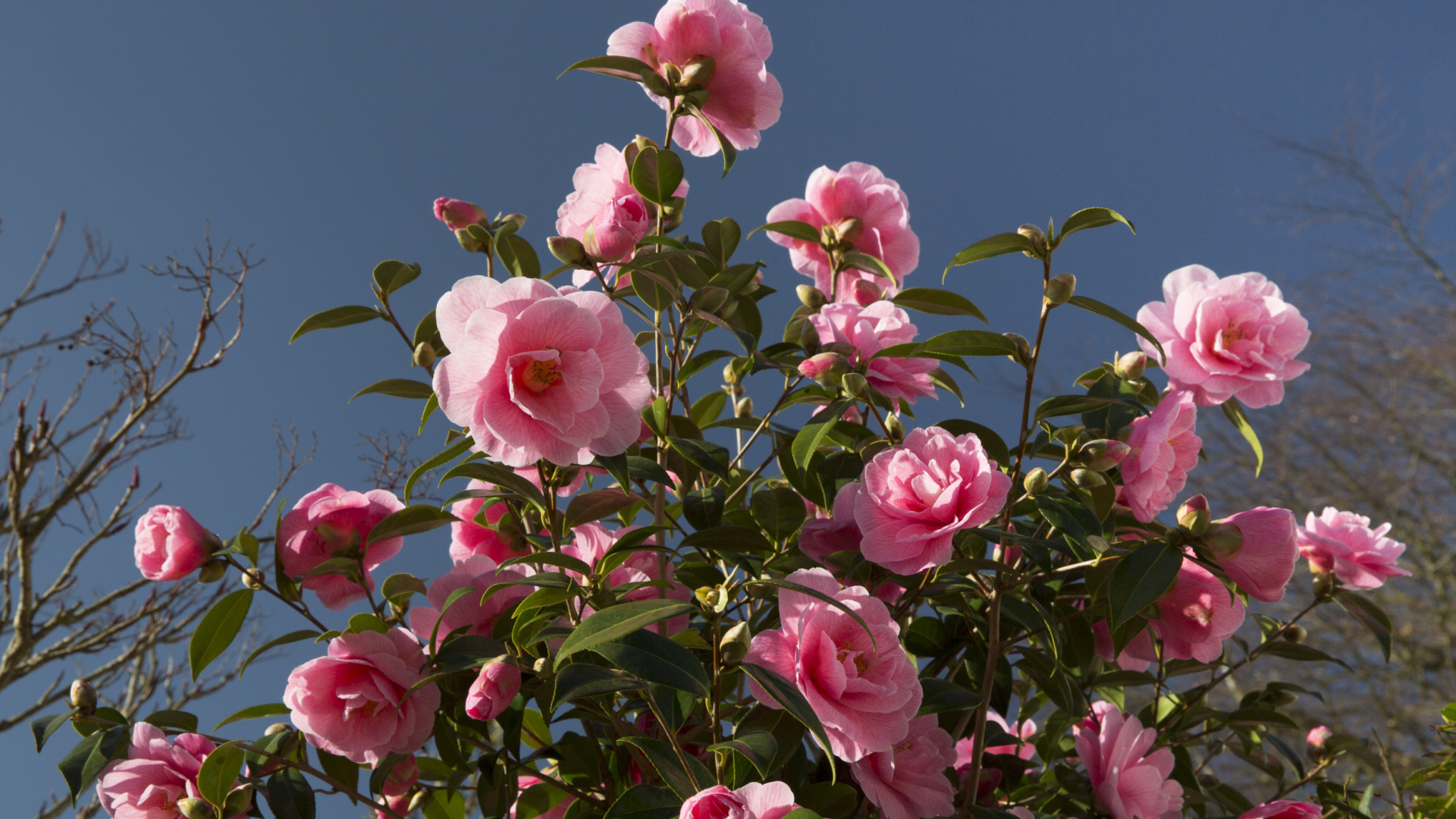 Красивый розовый куст цветов камелия 