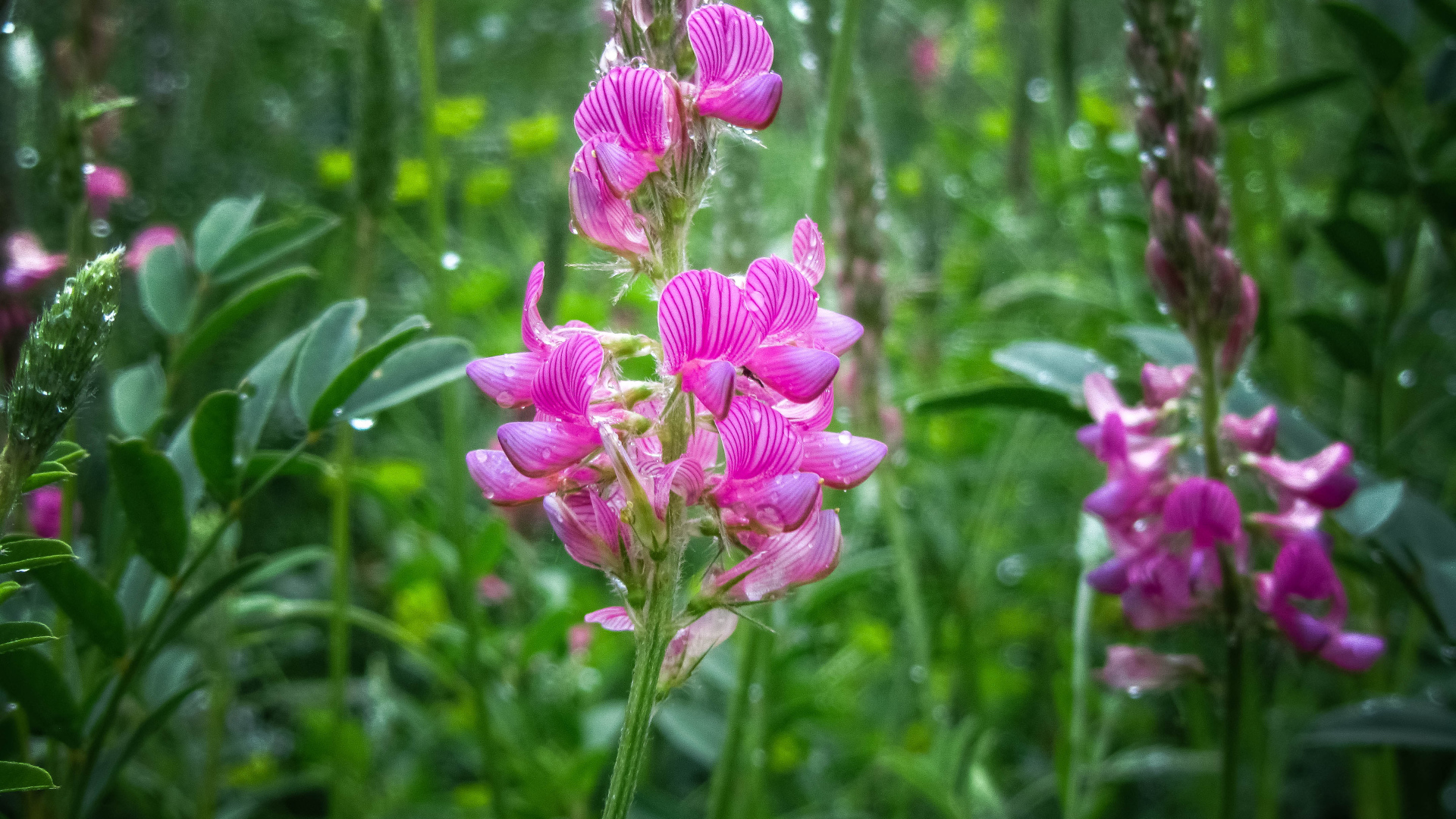 Красивый полевой розовый цветок в каплях росы
