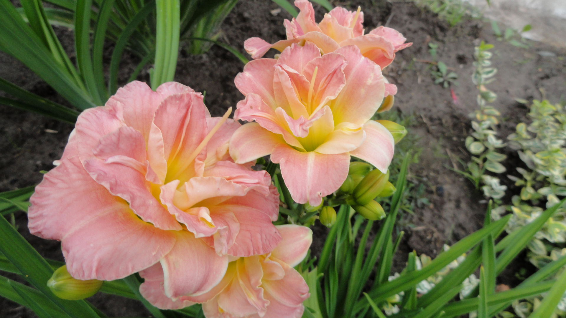 Красивые розовые лилии на клумбе