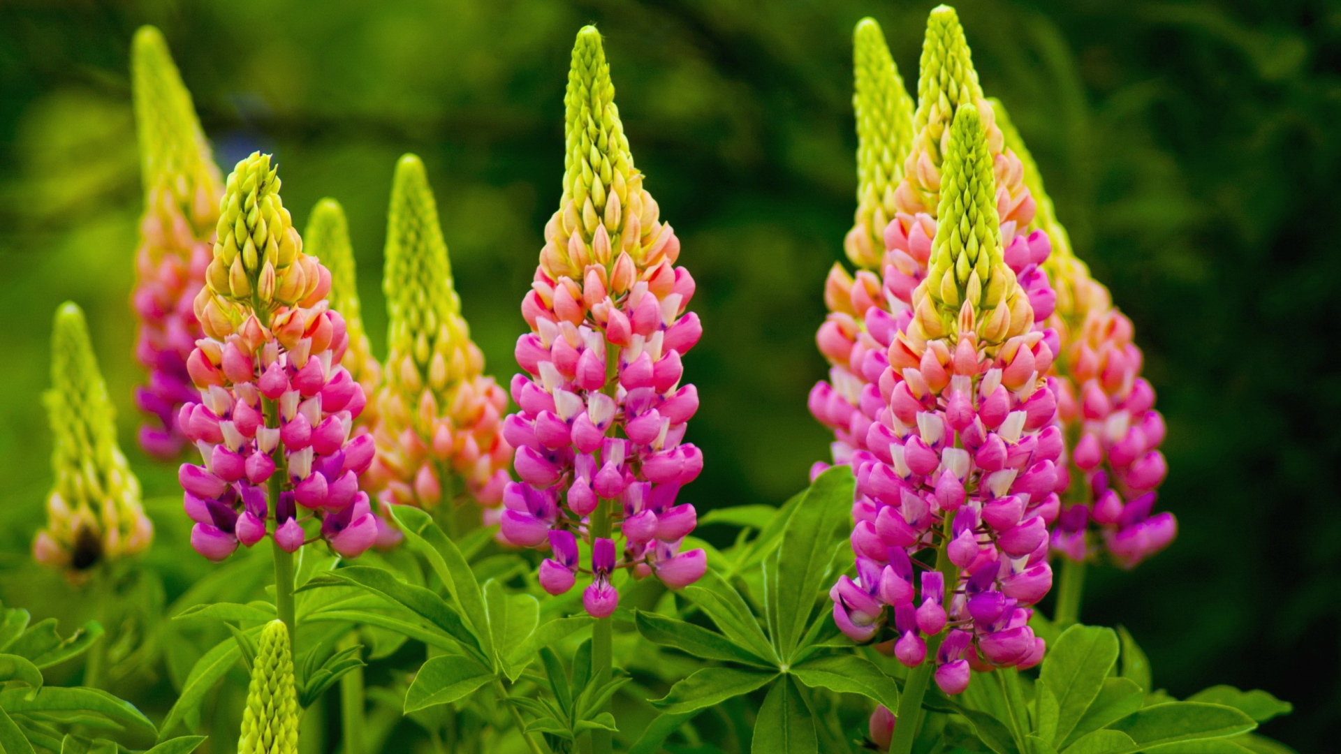 Красивые розовые люпины на клумбе 