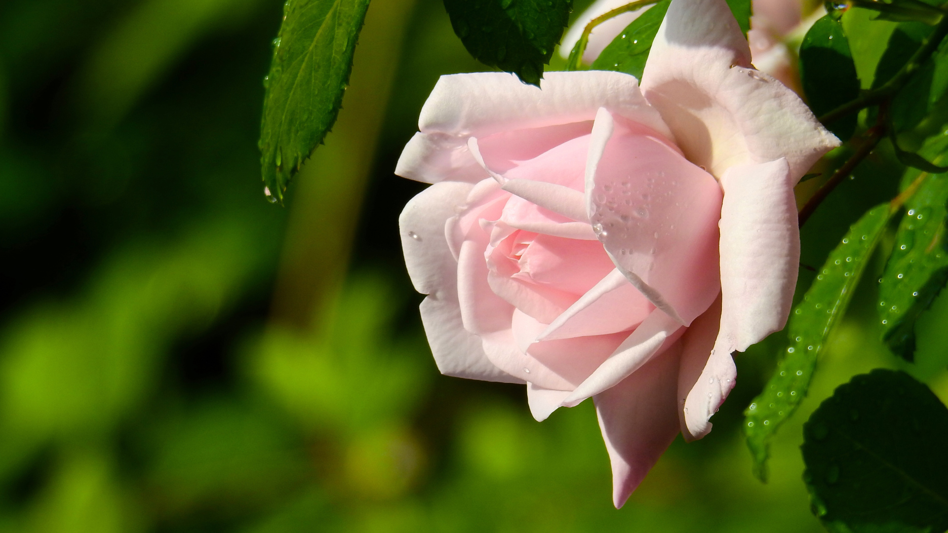 Красивая розовая роза в каплях росы крупным планом