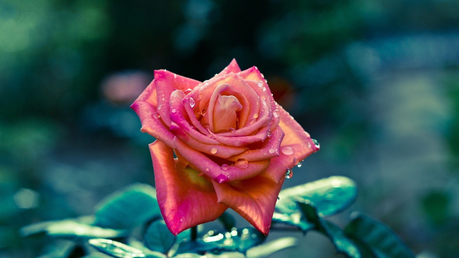 Красивая розовая роза в каплях росы 