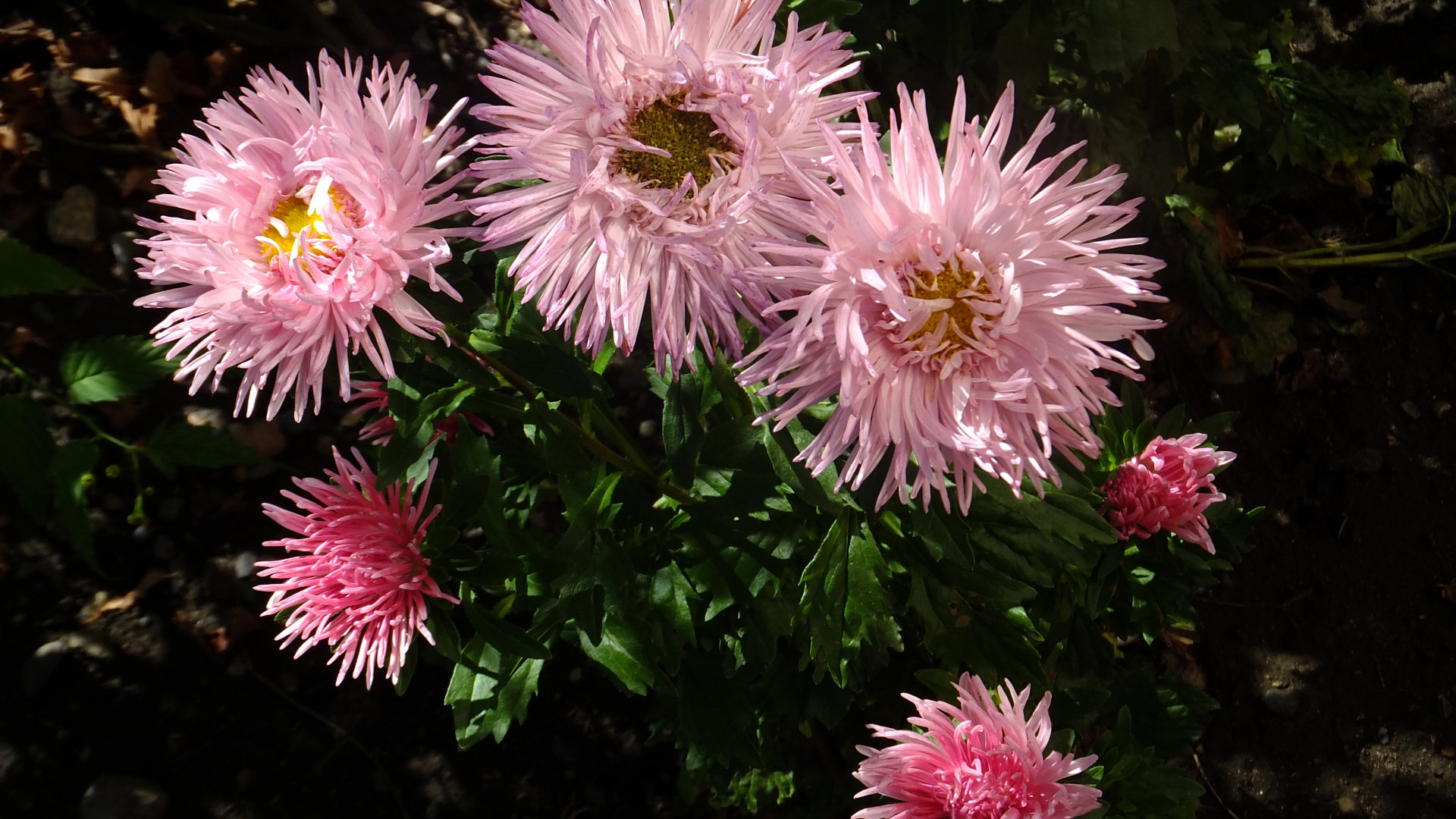 Красивые розовые розы на клумбе крупным планом