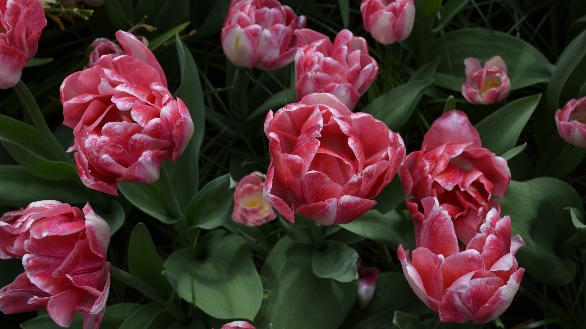 Красивые розовые тюльпаны вид сверху